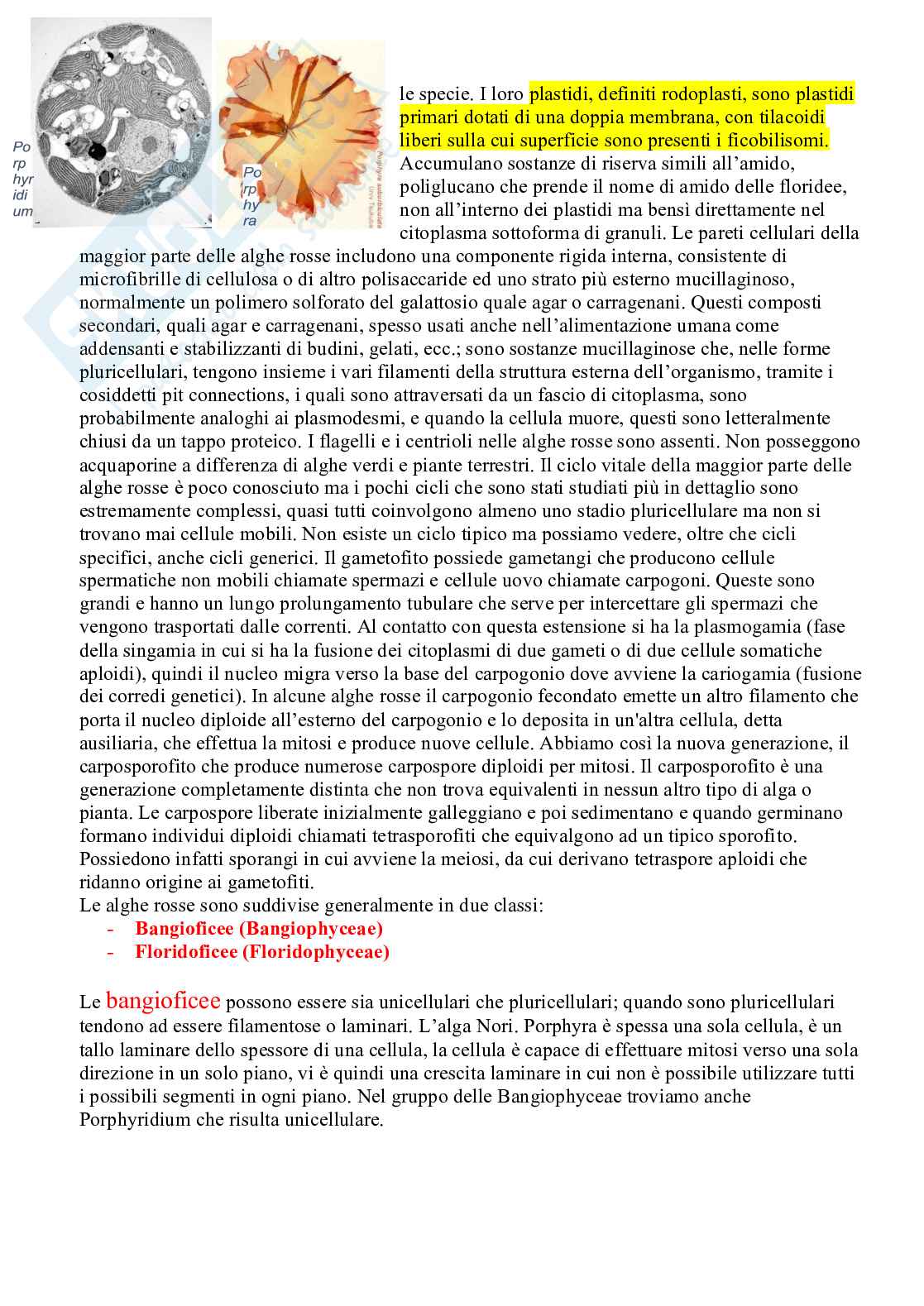 Appunti Botanica sistematica Pag. 6
