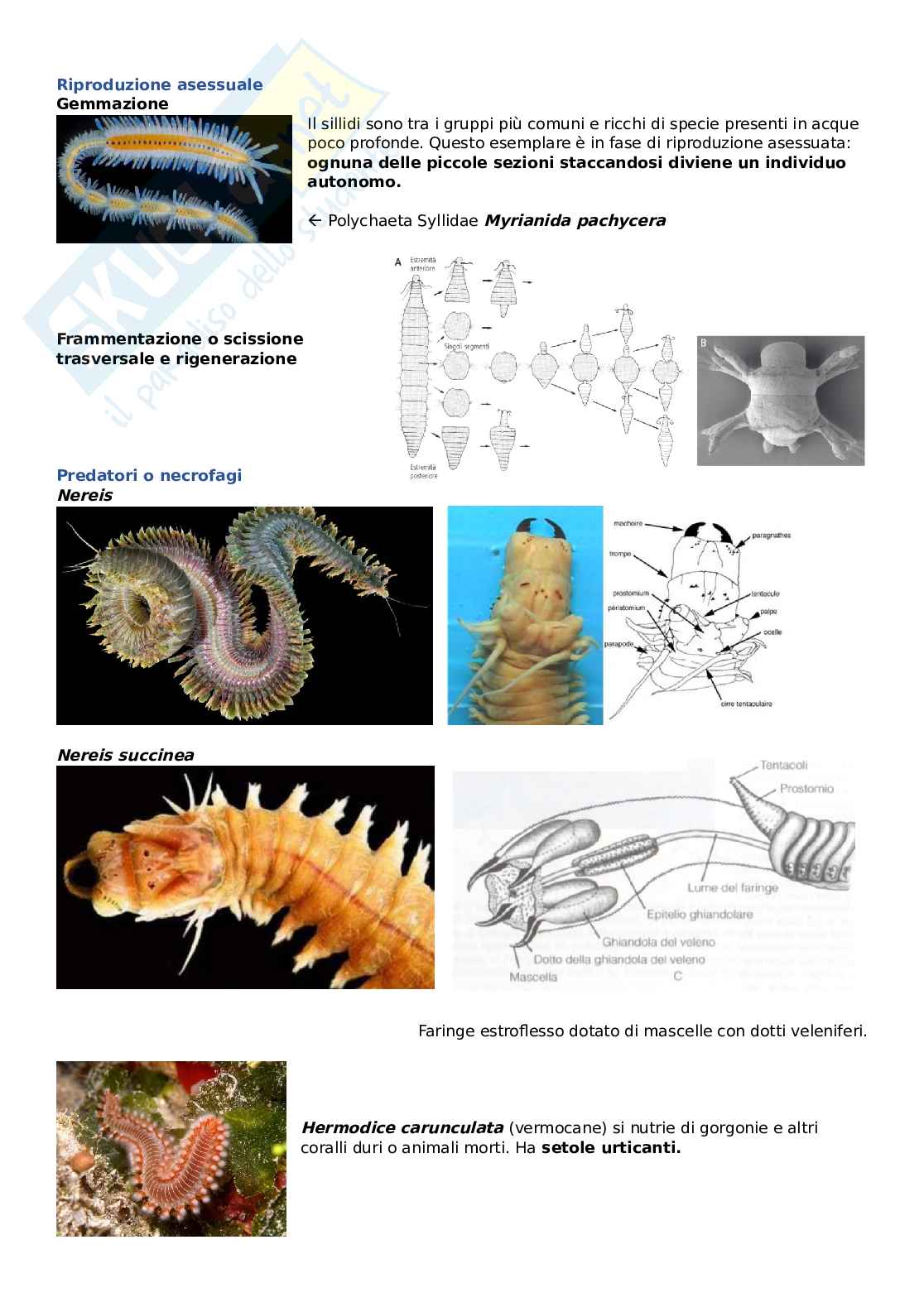 Zoologia 6 - Protostomi Eucelomati, Phyla Ectoprocta, Brachiopoda, Anellida Pag. 11