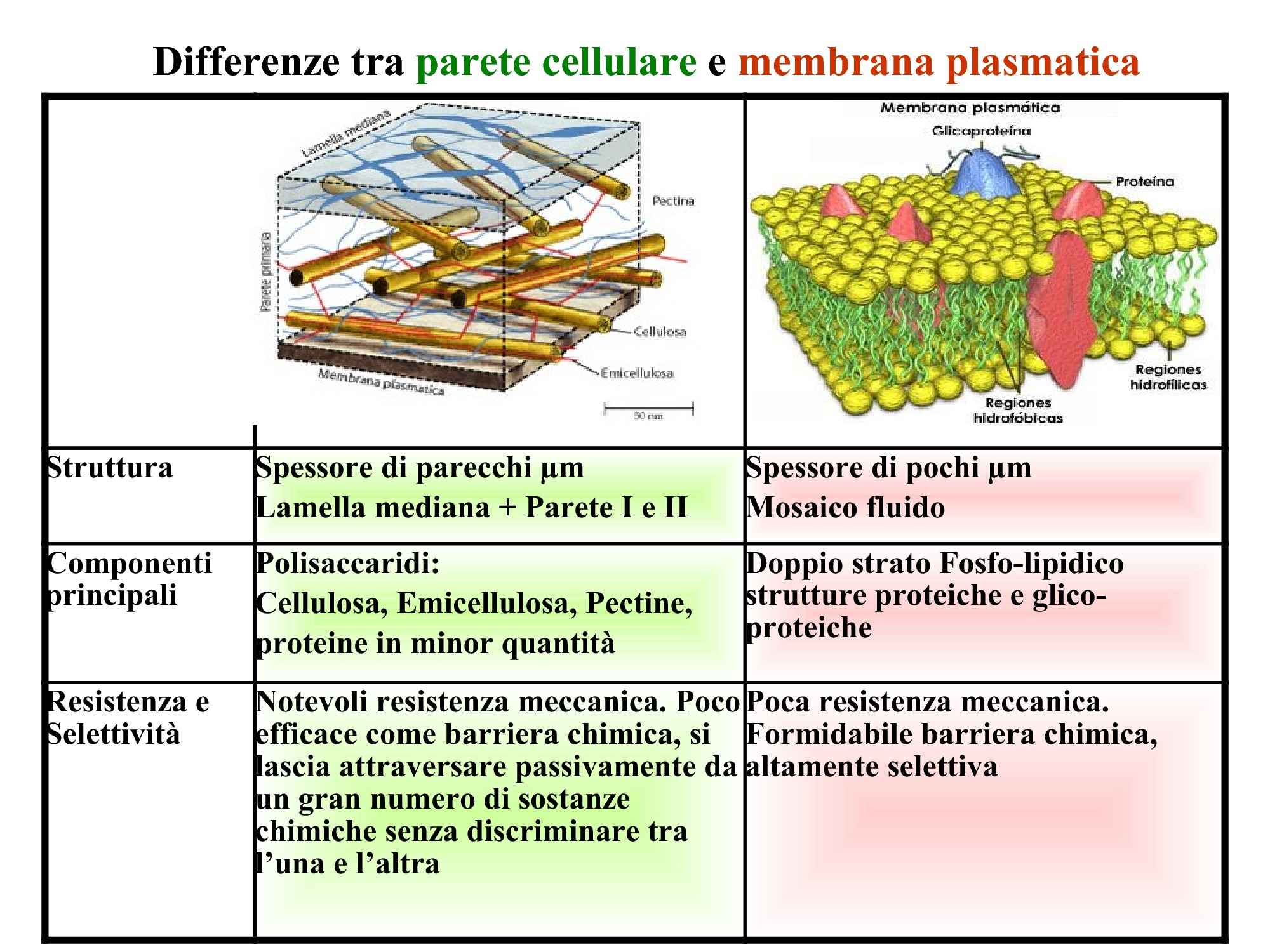 In Quale Delle Seguenti Strutture Cellulari Si Trova L Rna