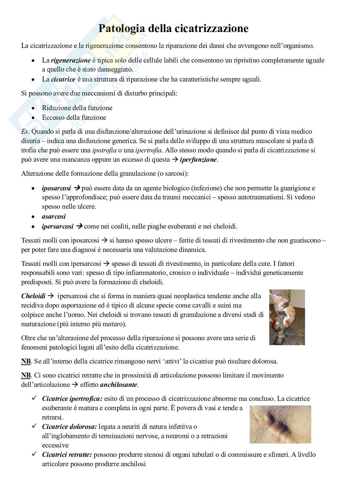 Appunti di Patologia chirurgia - nuovo ordinamento Pag. 31