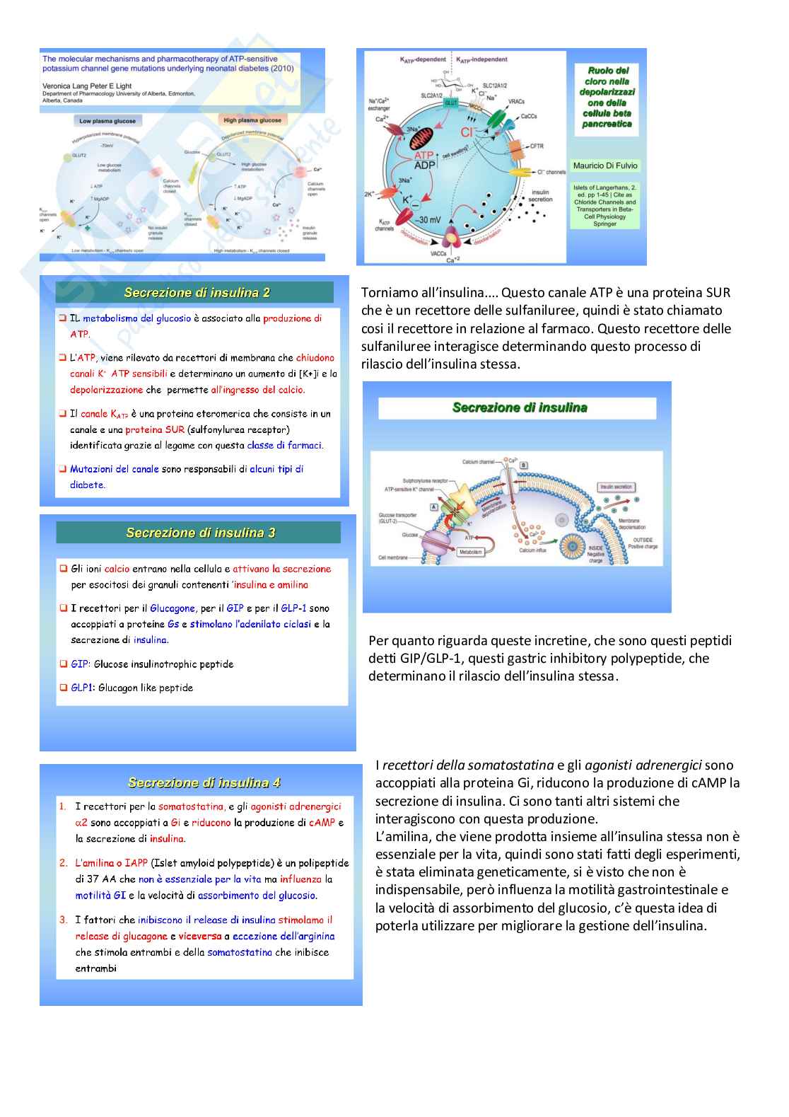 Farmacoterapia 2 - Parte 1 di 4 sul diabete Pag. 16