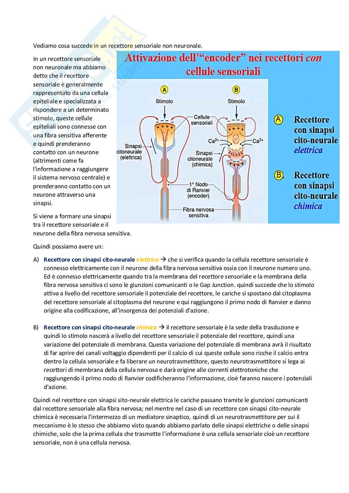 Fisiologia generale - Parte  3 Pag. 41