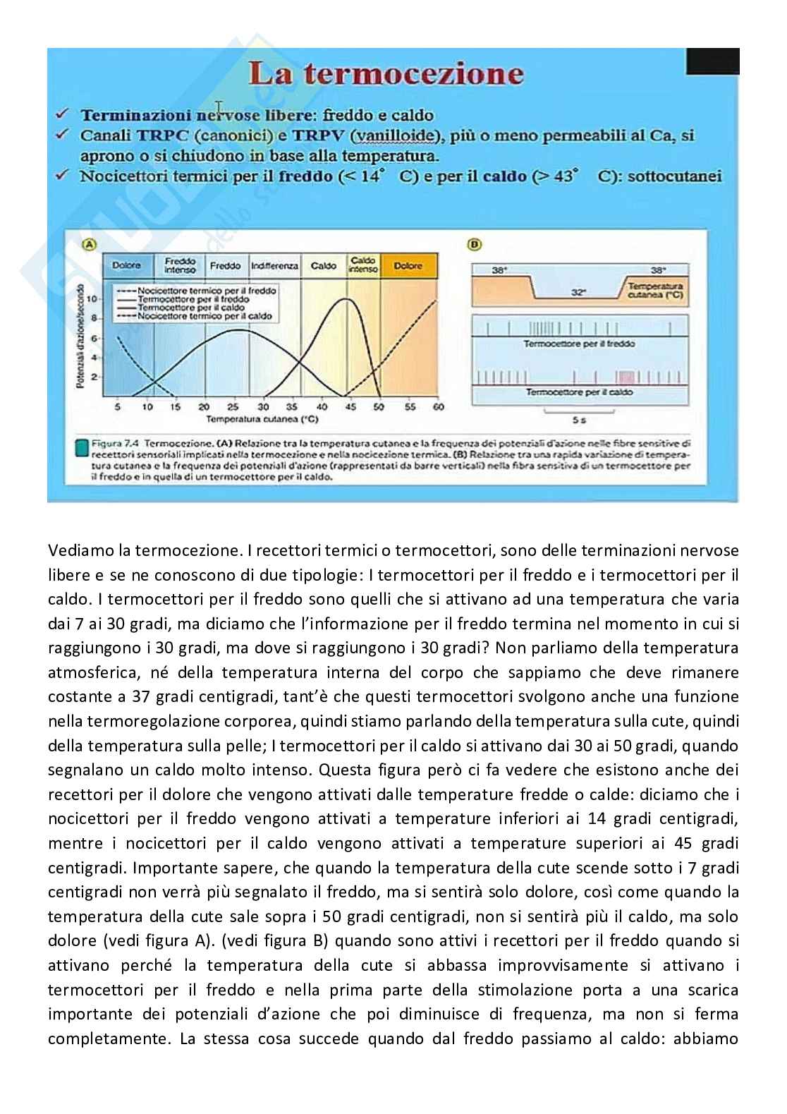 Fisiologia generale - Parte  3 Pag. 61