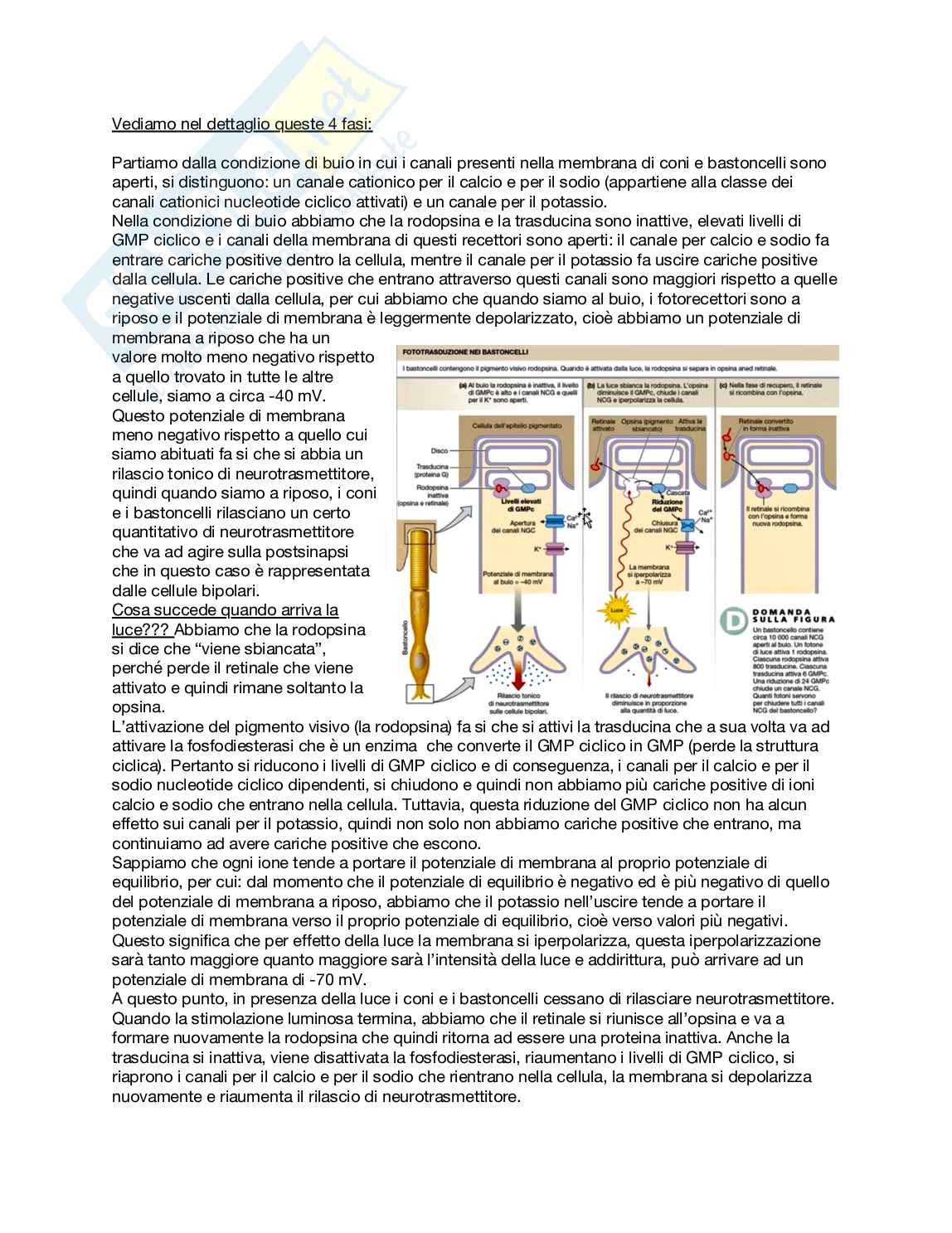 Fisiologia generale - Parte  3 Pag. 76