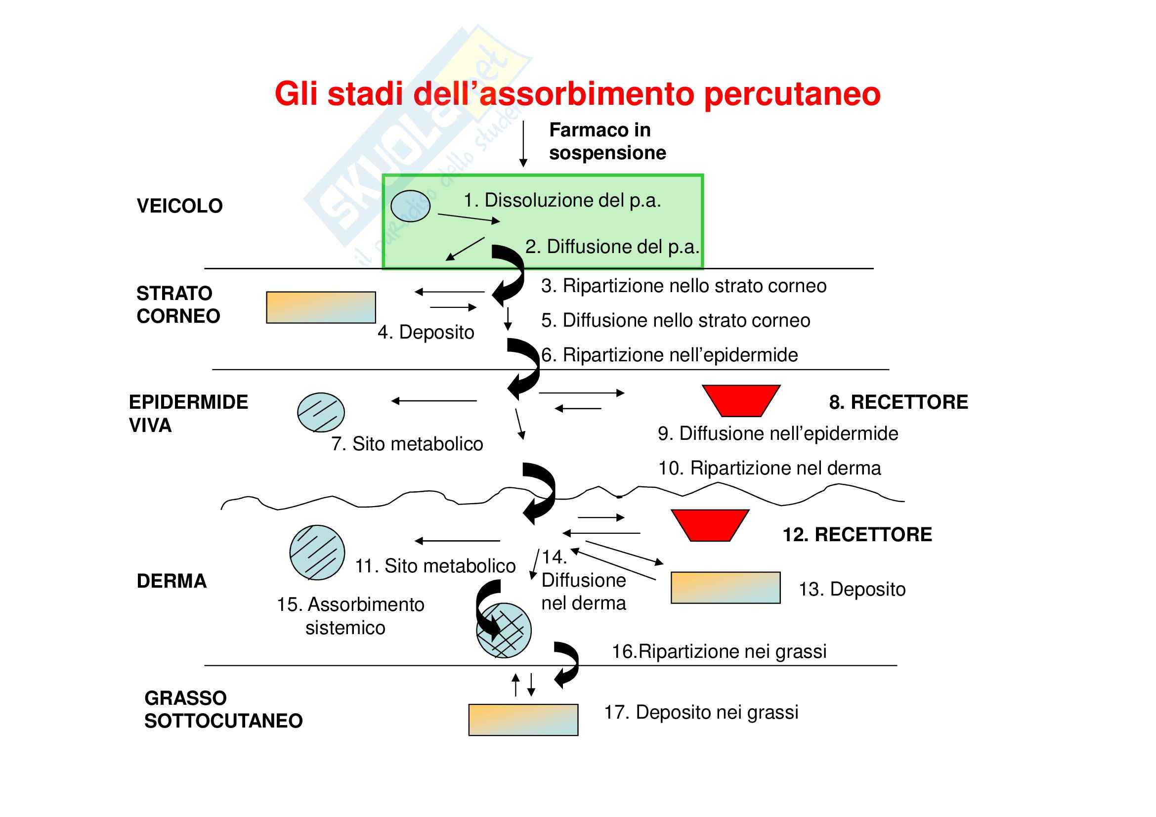 Tecnica farmaceutica - assorbimento percutaneo Pag. 6