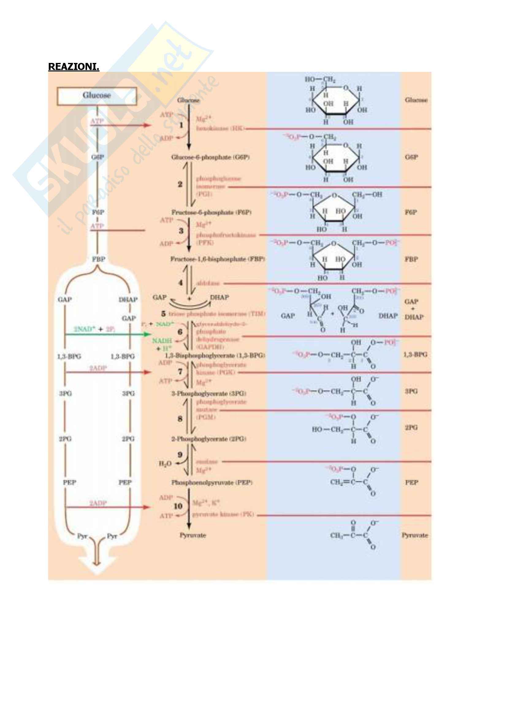 Biochimica Pag. 61
