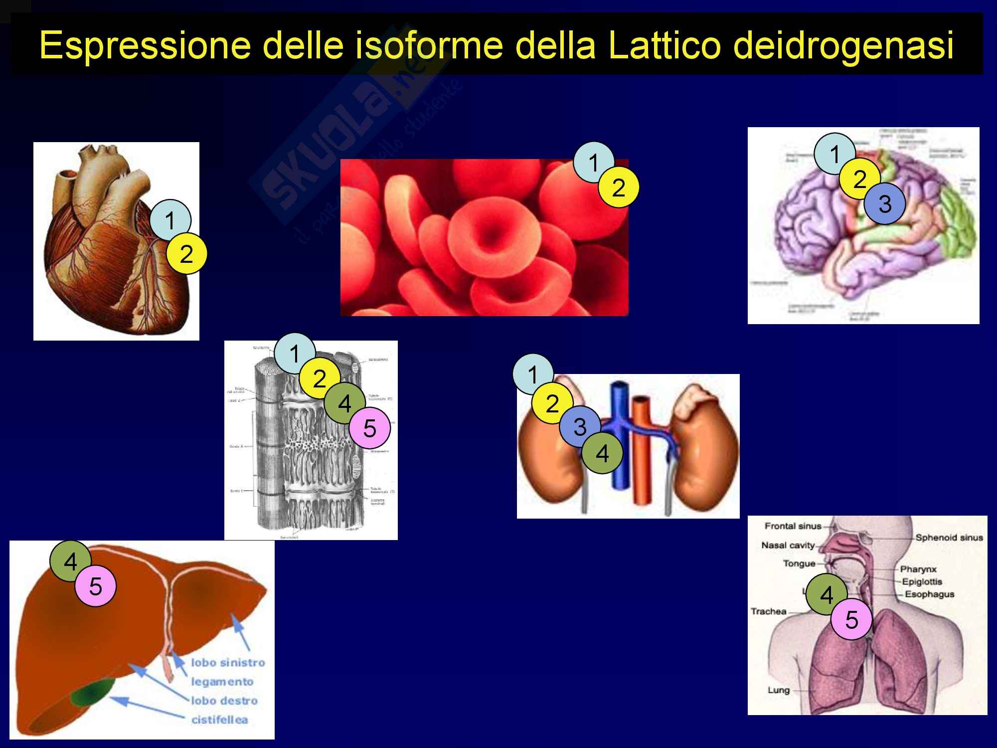 Metodologia clinica: Malattie del fegato Pag. 41