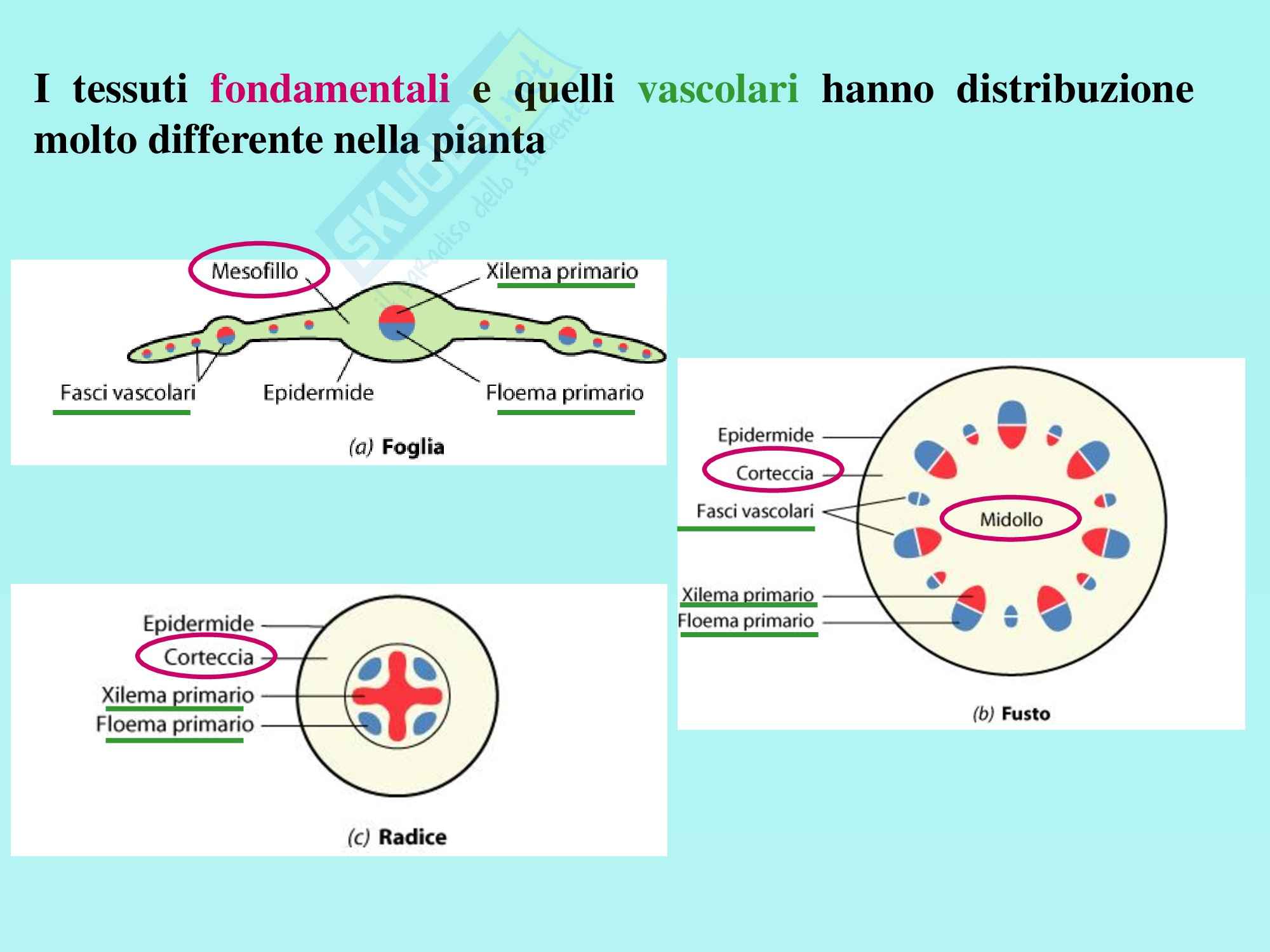 Biologia vegetale - tessuti fondamentali e vascolari Pag. 2