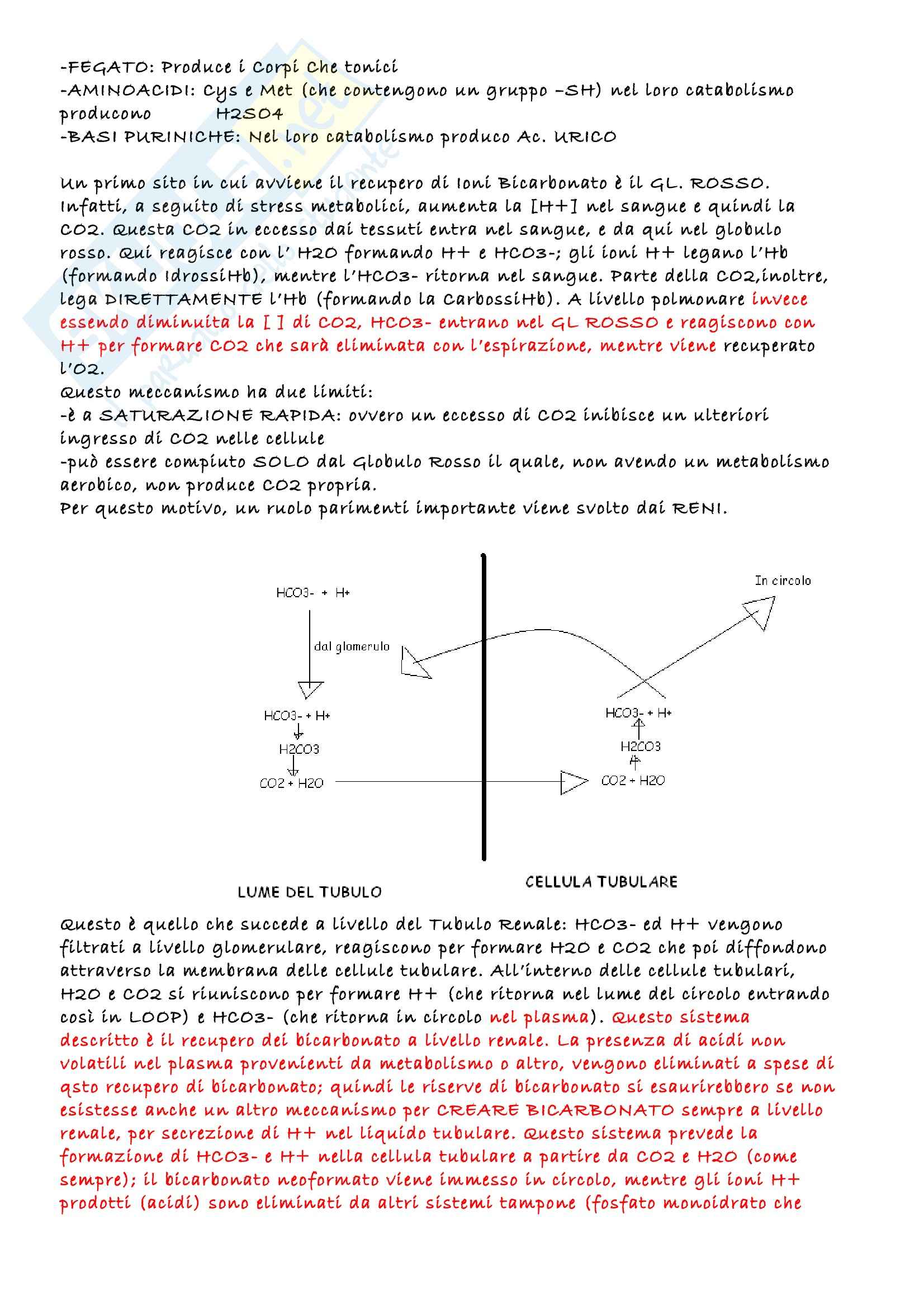 Biochimica clinica - Appunti Pag. 16