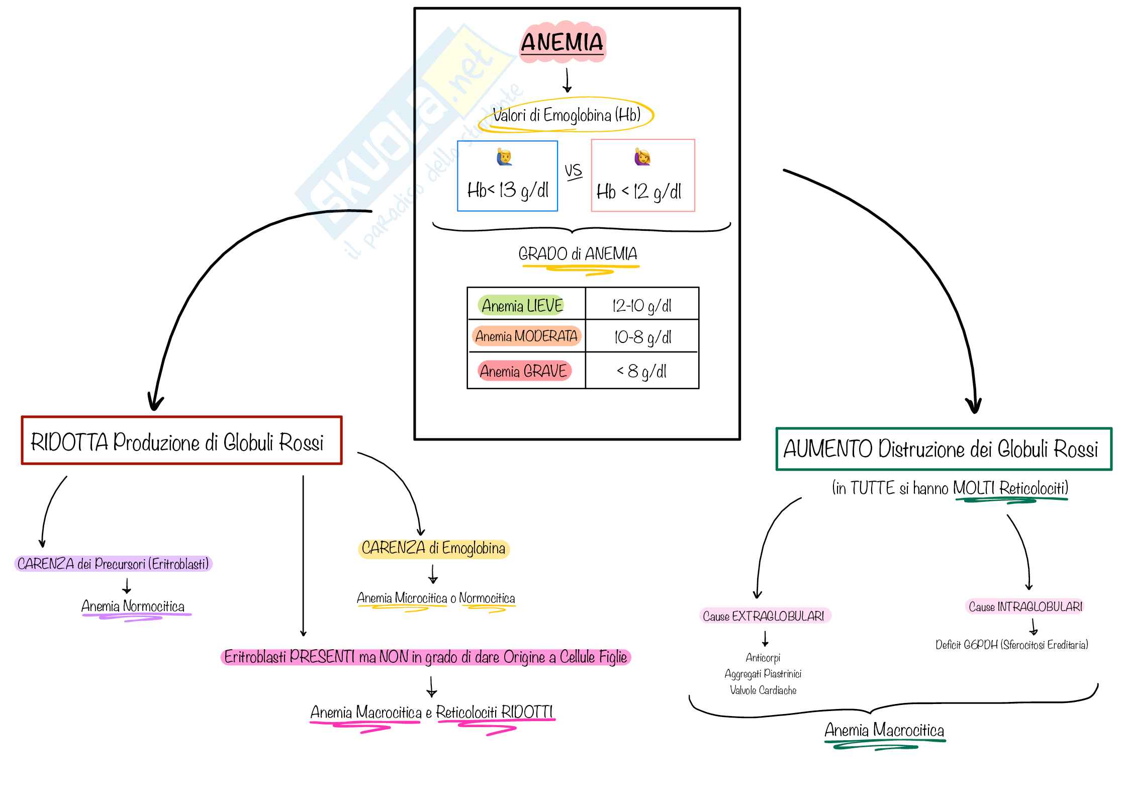 Mappe Concettuali CHIARE e PRECISE di Ematologia e Malattie del Sangue, Schemi e mappe concettuali di Ematologia Pag. 1