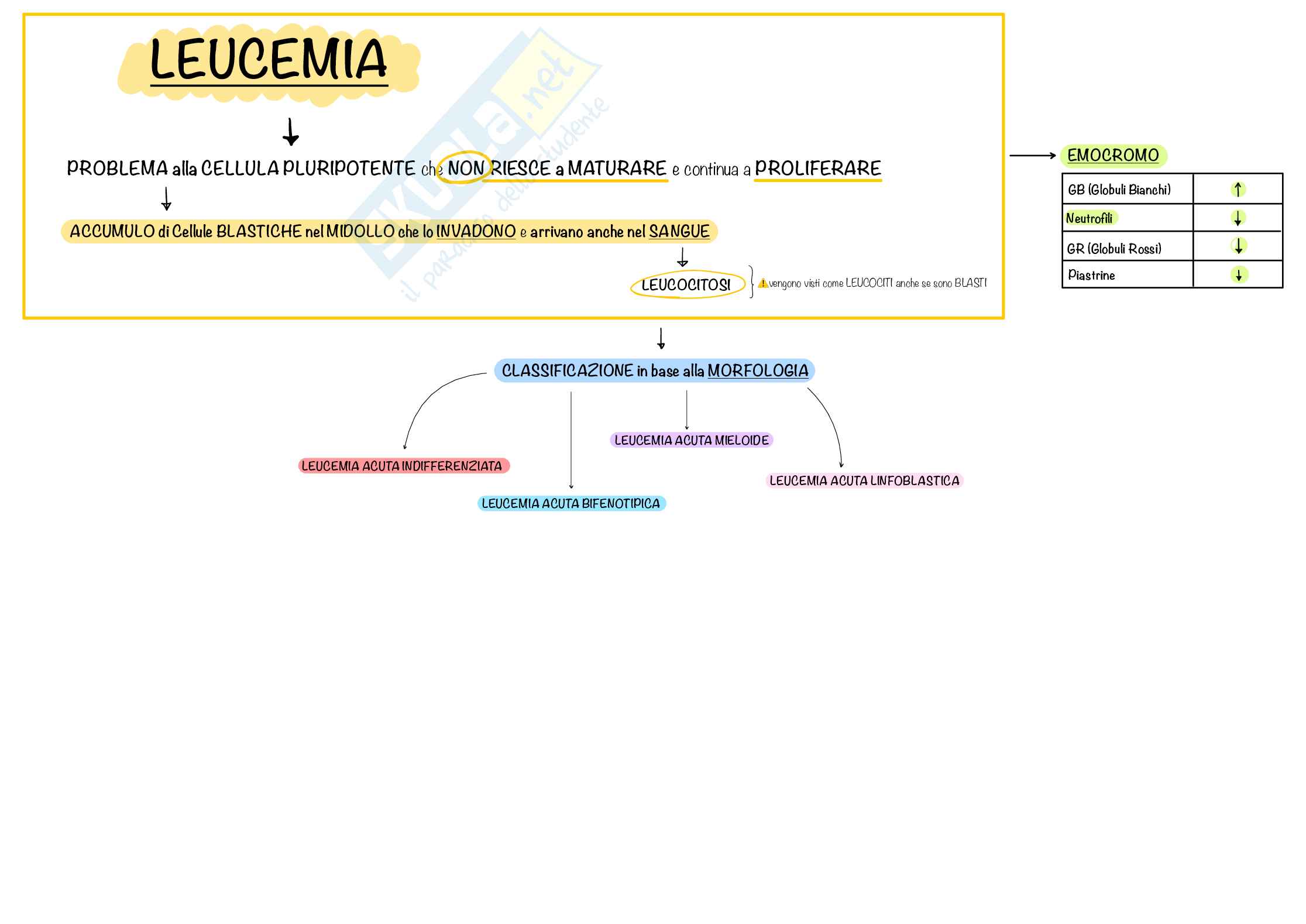 Mappe Concettuali CHIARE e PRECISE di Ematologia e Malattie del Sangue, Schemi e mappe concettuali di Ematologia Pag. 16