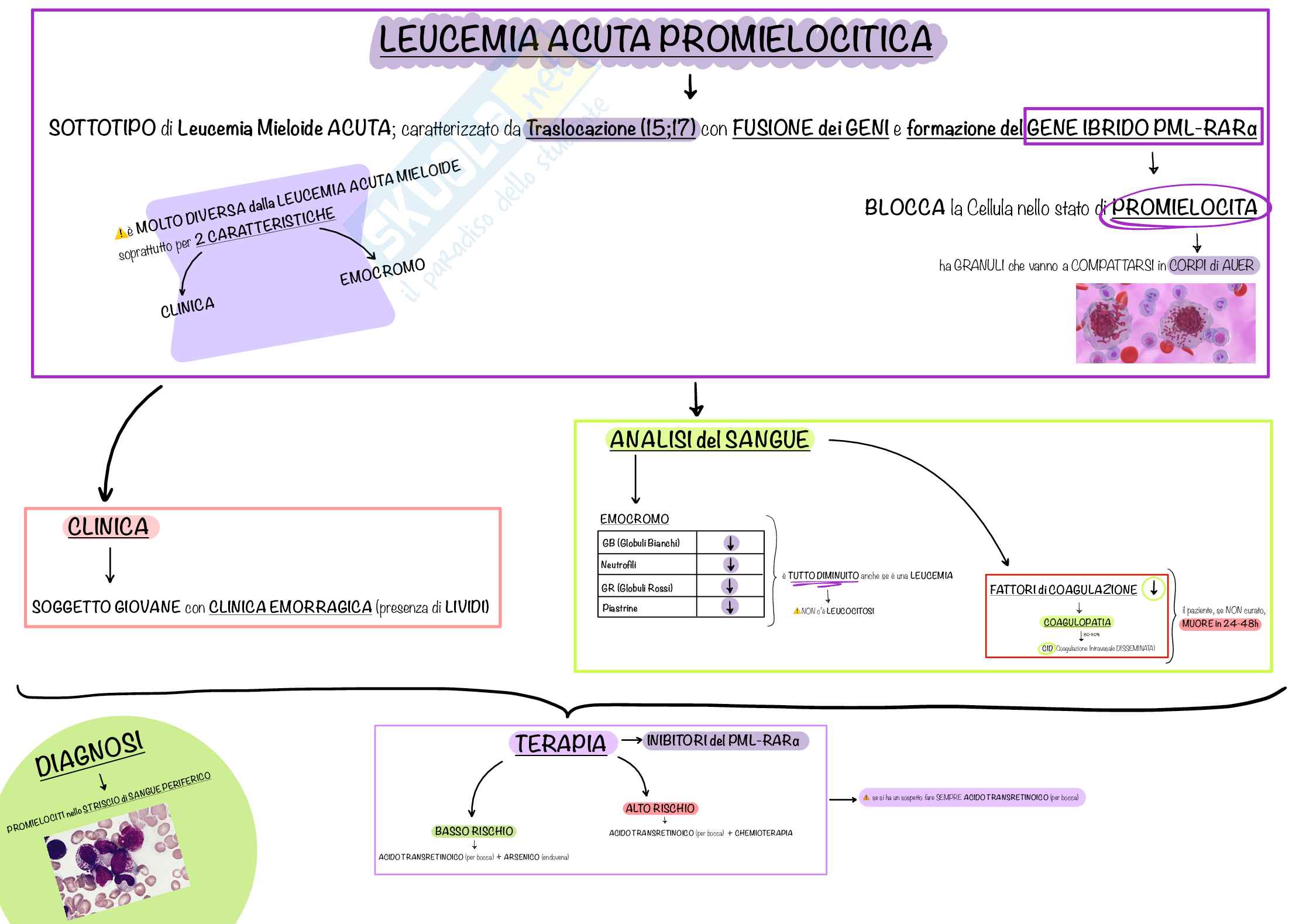 Mappe Concettuali CHIARE e PRECISE di Ematologia e Malattie del Sangue, Schemi e mappe concettuali di Ematologia Pag. 21