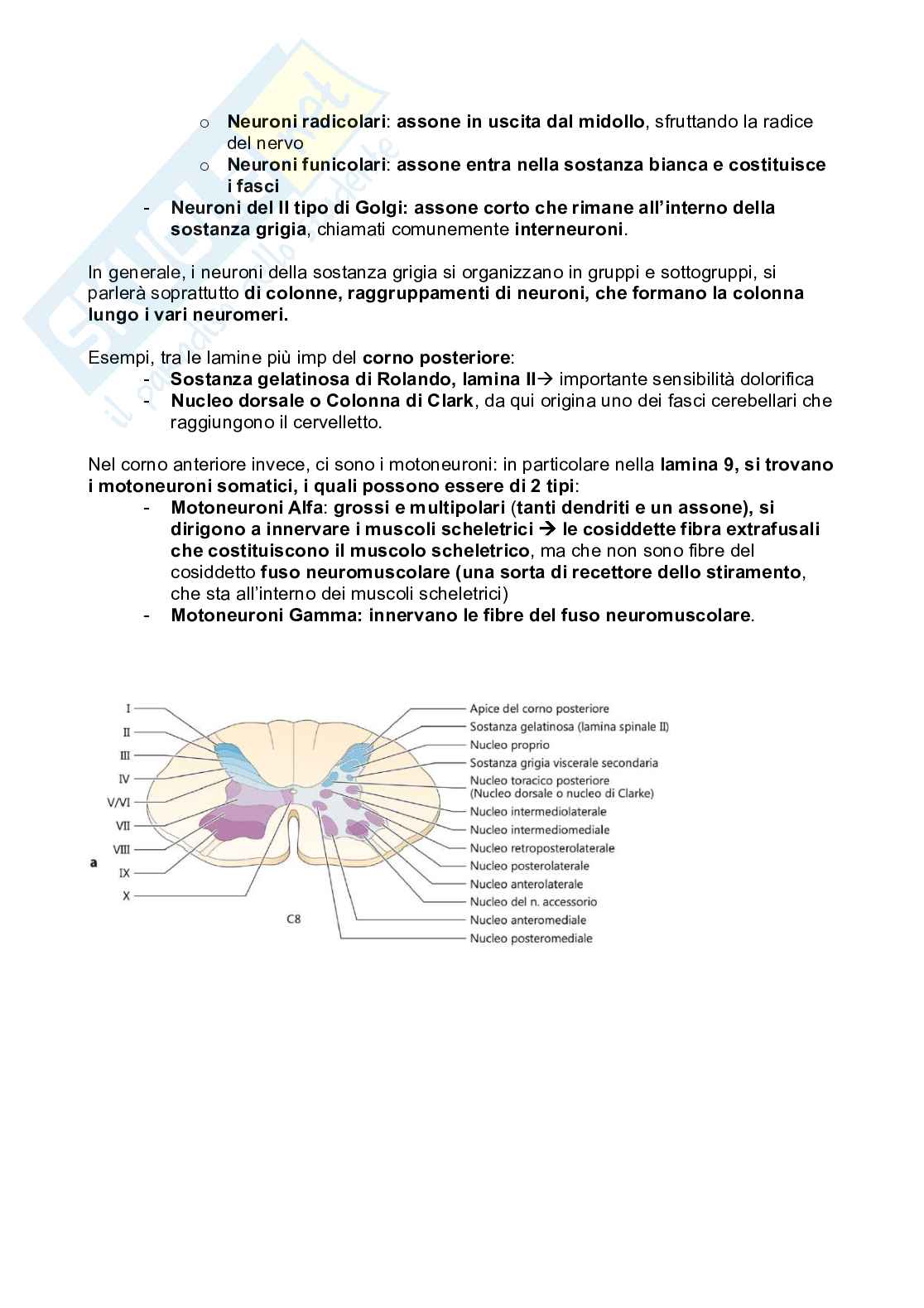 Meningi e midollo spinale Pag. 16