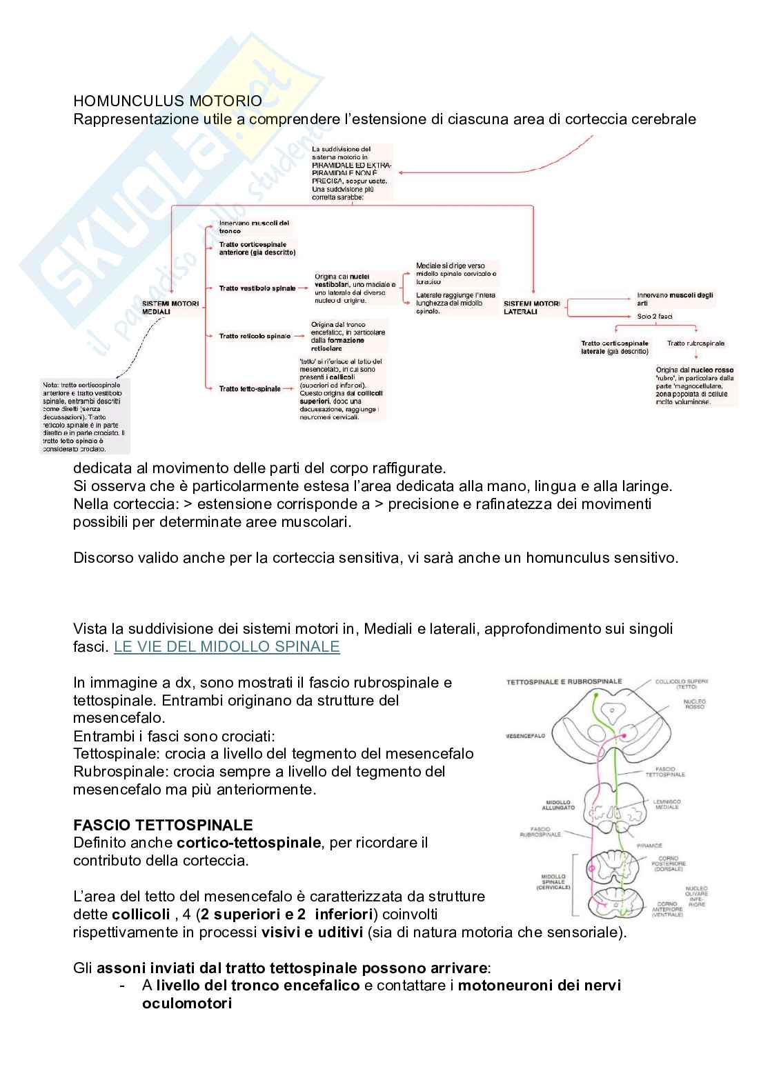 Meningi e midollo spinale Pag. 26