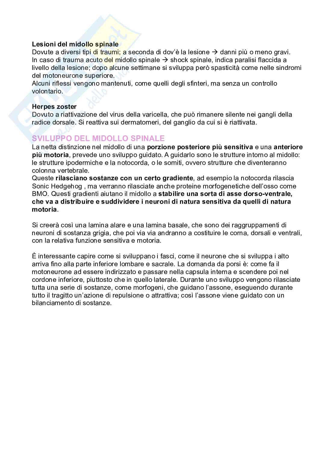 Meningi e midollo spinale Pag. 36