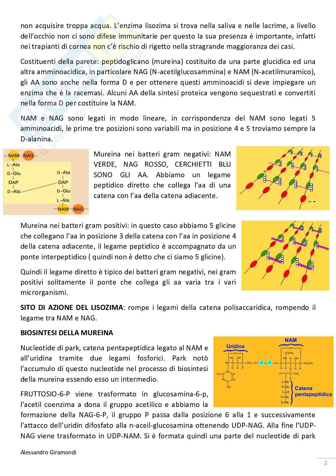 Appunti di Microbiologia Pag. 2
