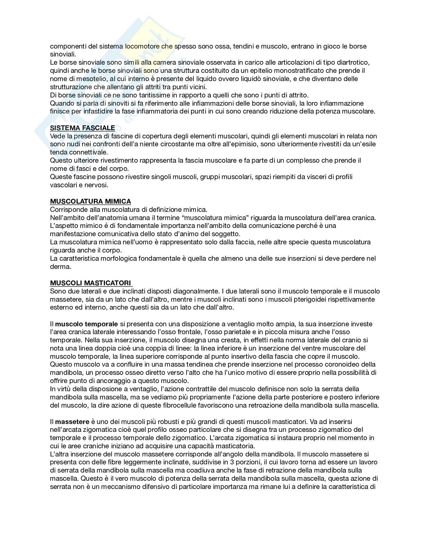 Anatomia umana  Pag. 26