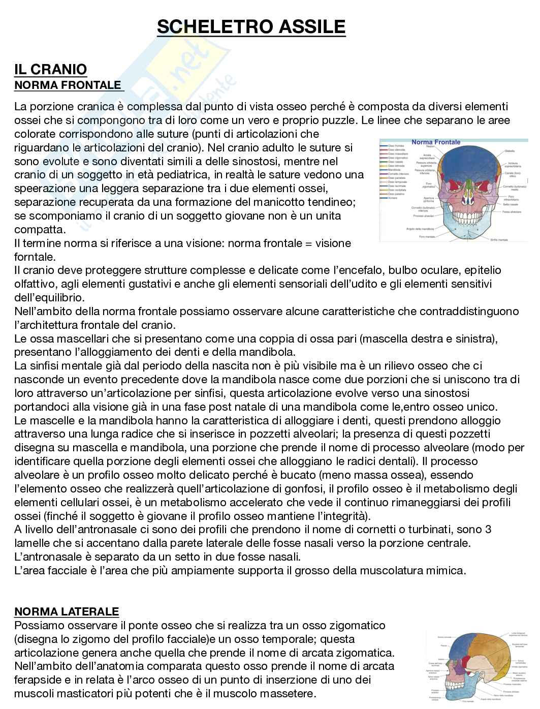 Anatomia umana  Pag. 6