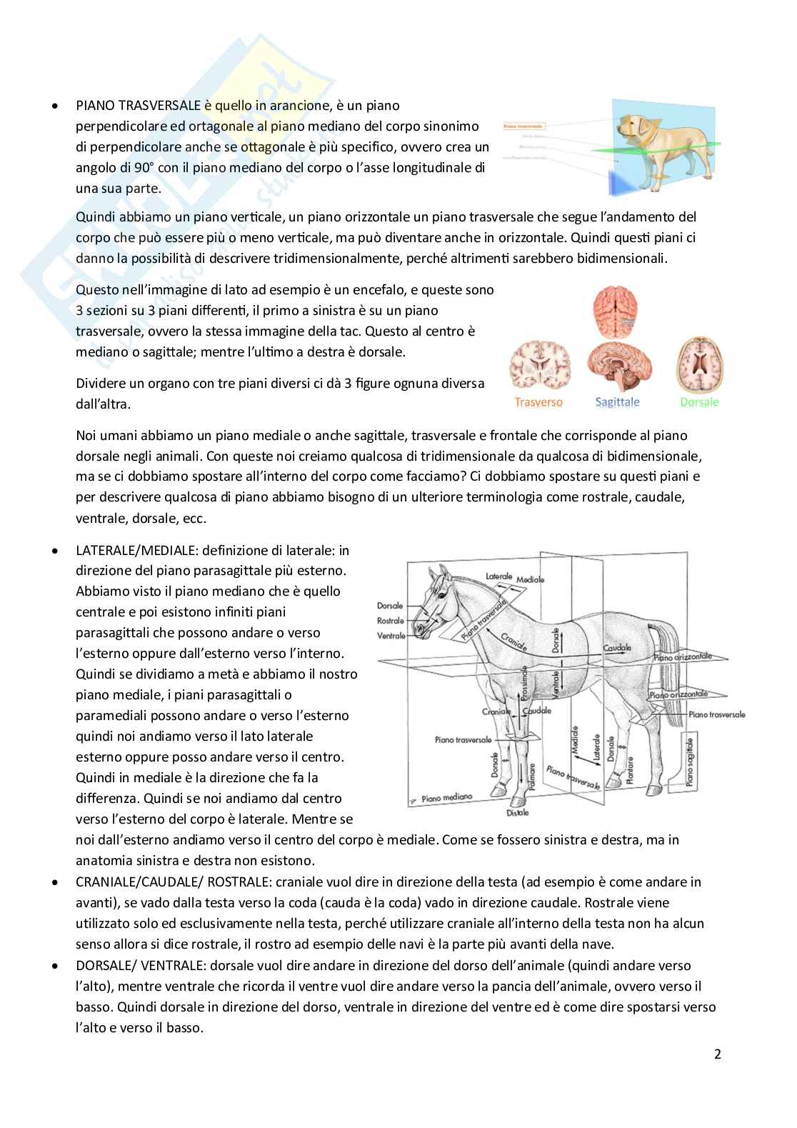 Anatomia 1 Pag. 2