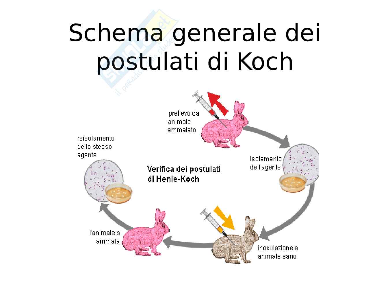 Microbiologia  Pag. 11