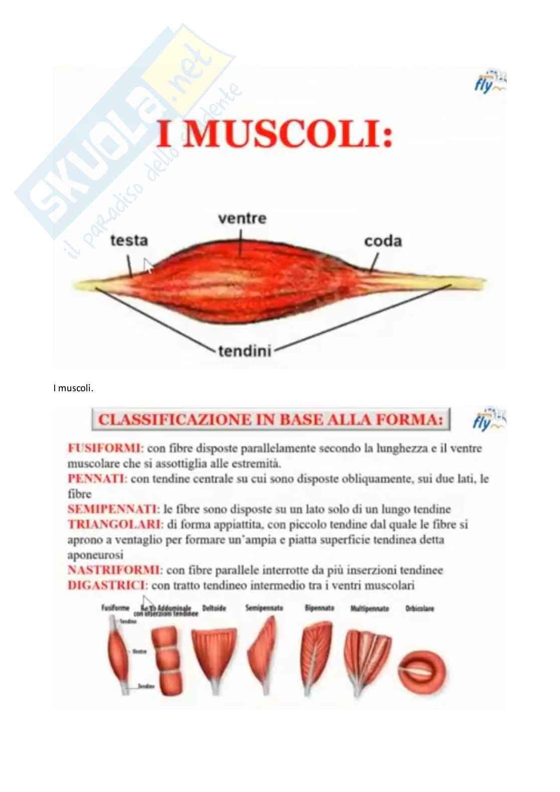 Esercizio terapeutico Pag. 41