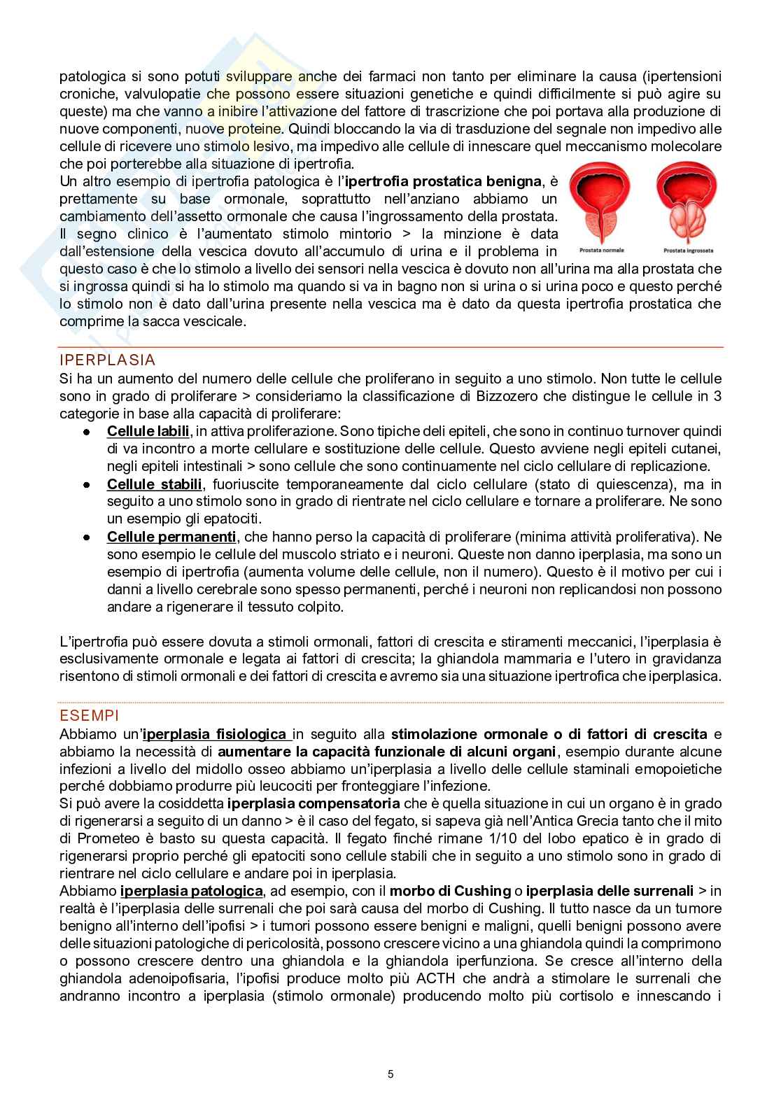 Patologia generale e molecolare Pag. 6