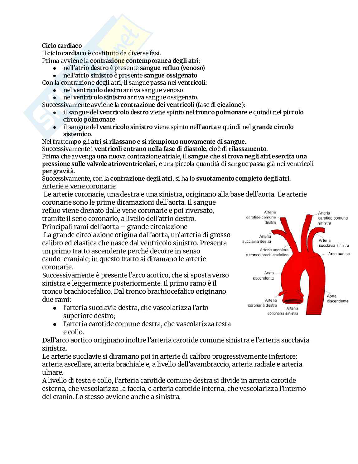 Appunti completi di Anatomia umana Pag. 16