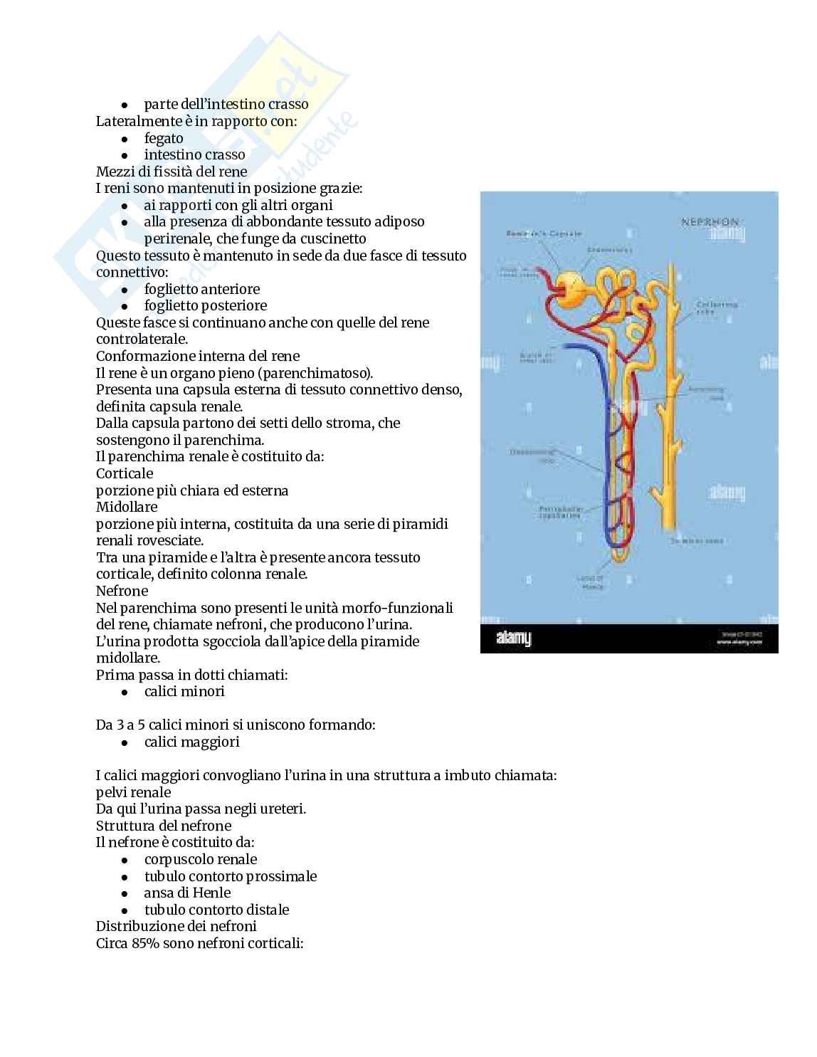 Appunti completi di Anatomia umana Pag. 26