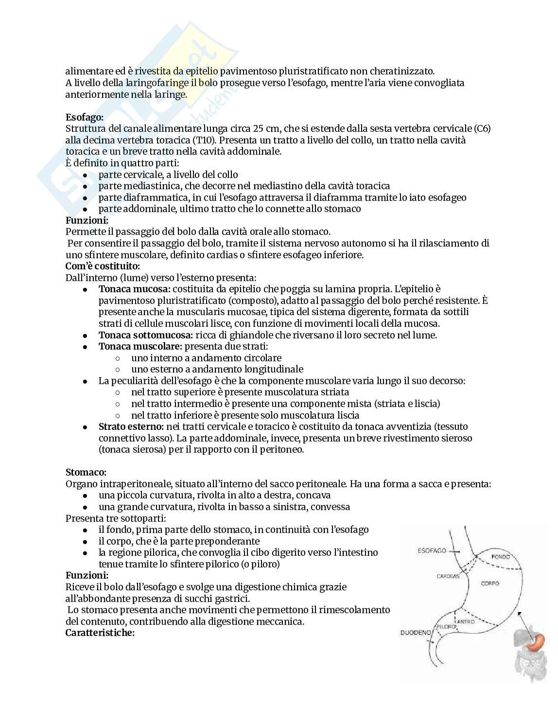 Appunti completi di Anatomia umana Pag. 31