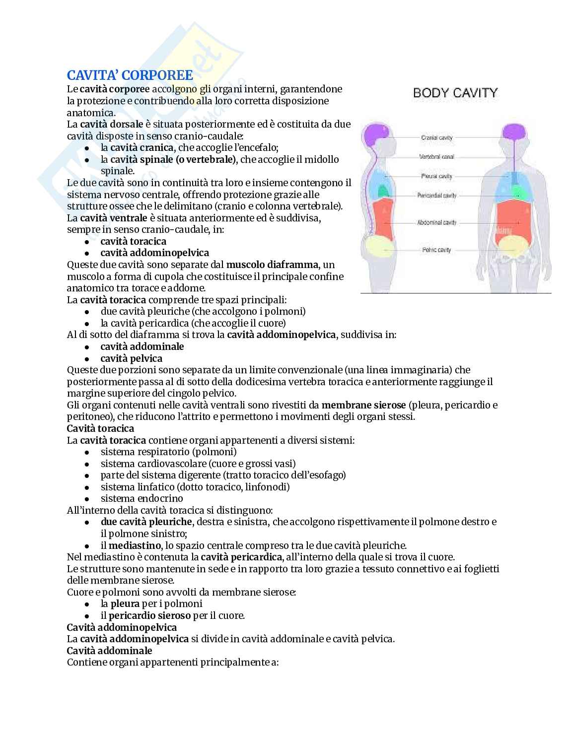 Appunti completi di Anatomia umana Pag. 6