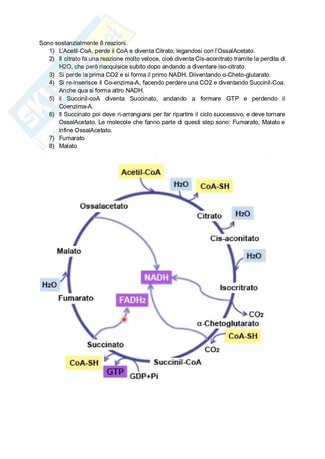 Metabolismo cellulare  Pag. 16