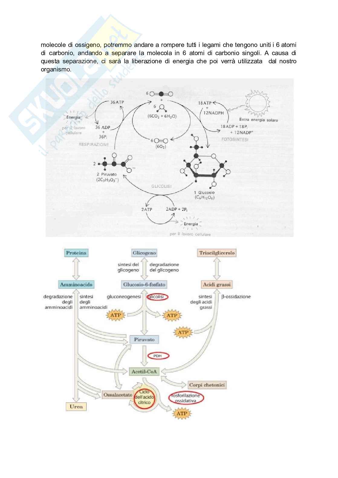 Metabolismo cellulare  Pag. 2