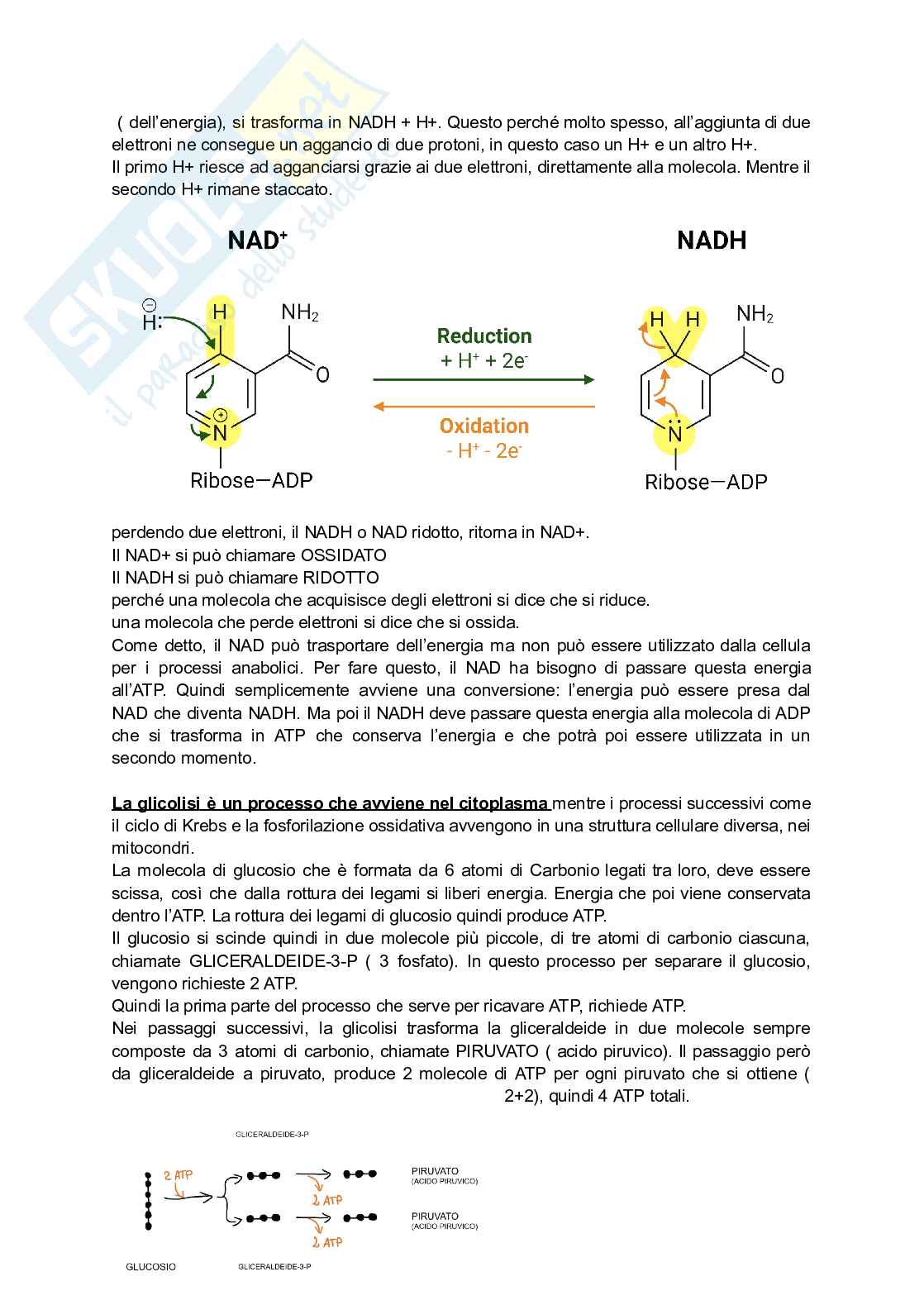 Metabolismo cellulare  Pag. 6