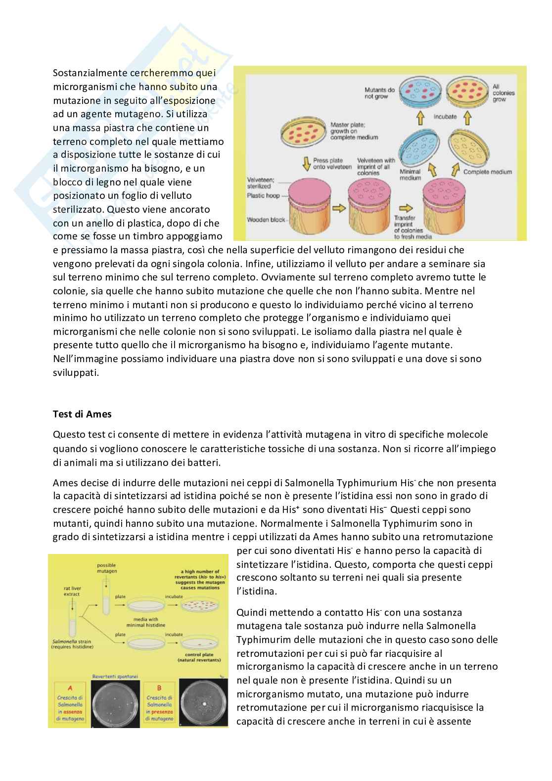Microbiologia e microbiologia clinica - parte 2 Pag. 2