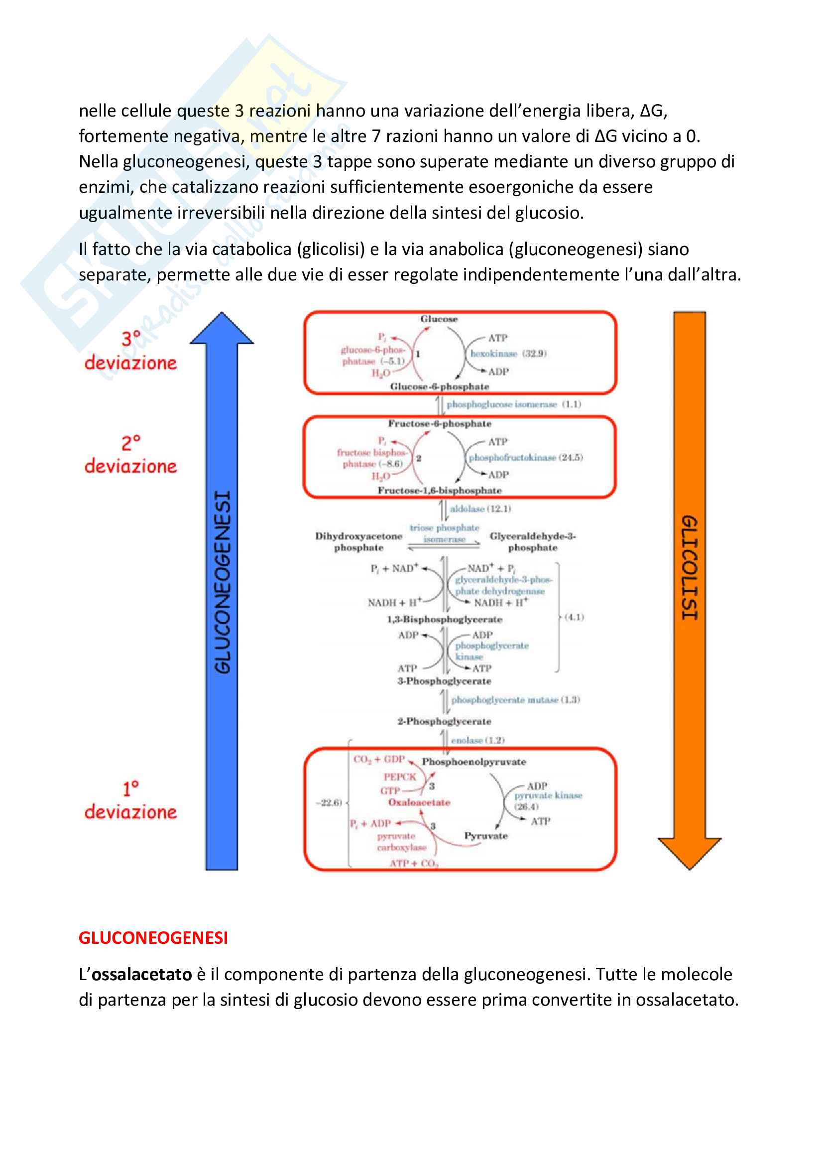 Gluconeogenesi - Schemi riassuntivi di Biochimica Pag. 2