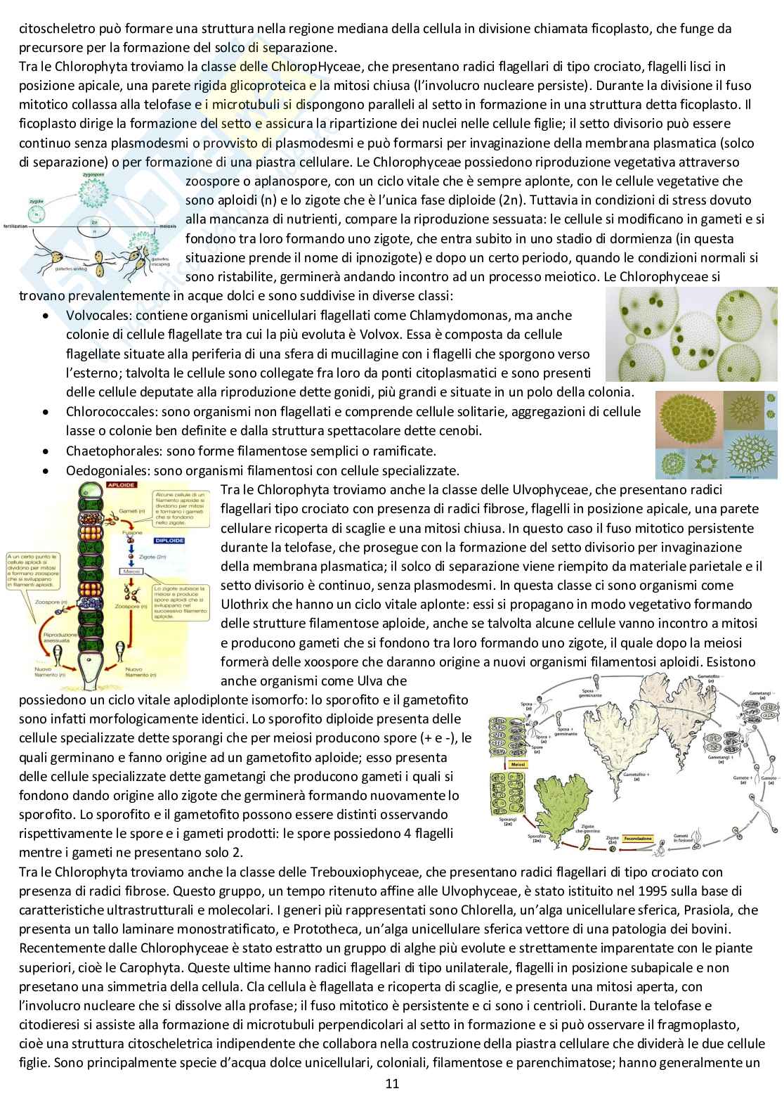 Botanica sistematica - Appunti completi d'esame Pag. 11