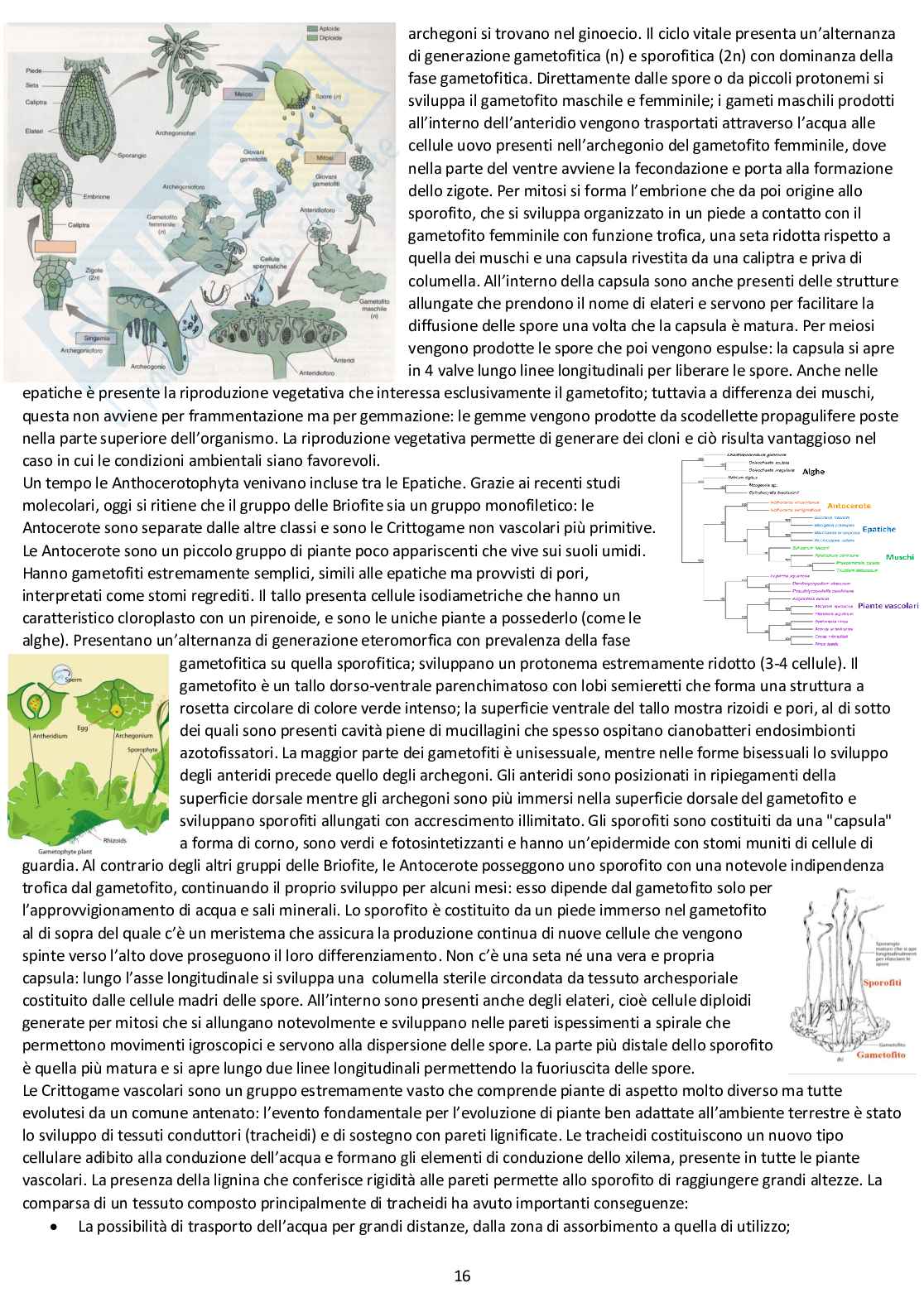 Botanica sistematica - Appunti completi d'esame Pag. 16