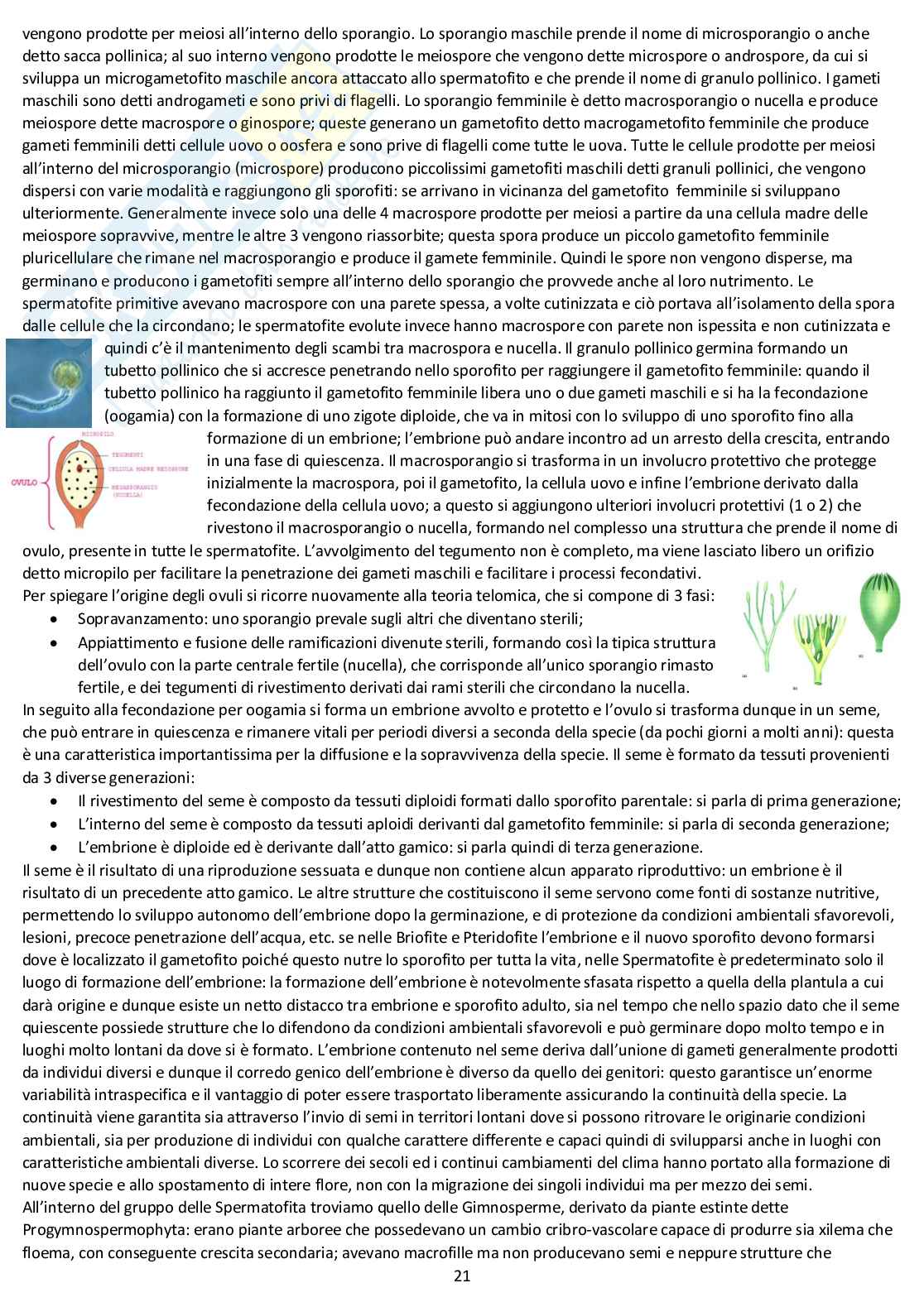 Botanica sistematica - Appunti completi d'esame Pag. 21