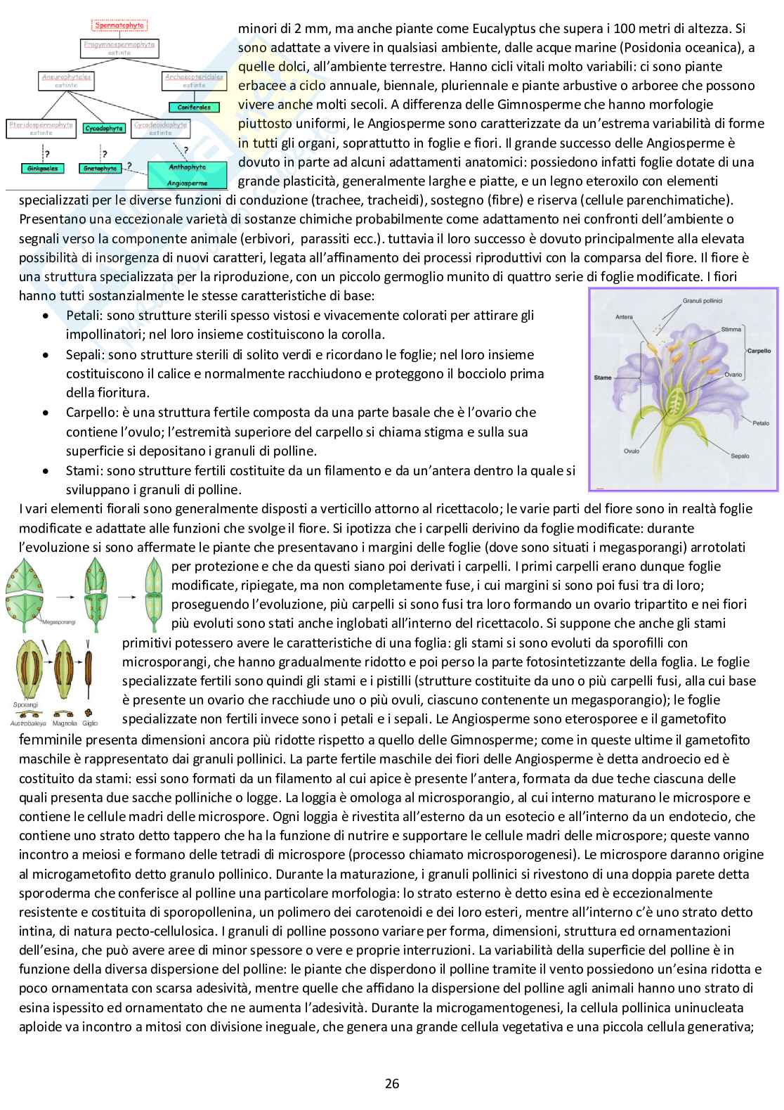 Botanica sistematica - Appunti completi d'esame Pag. 26