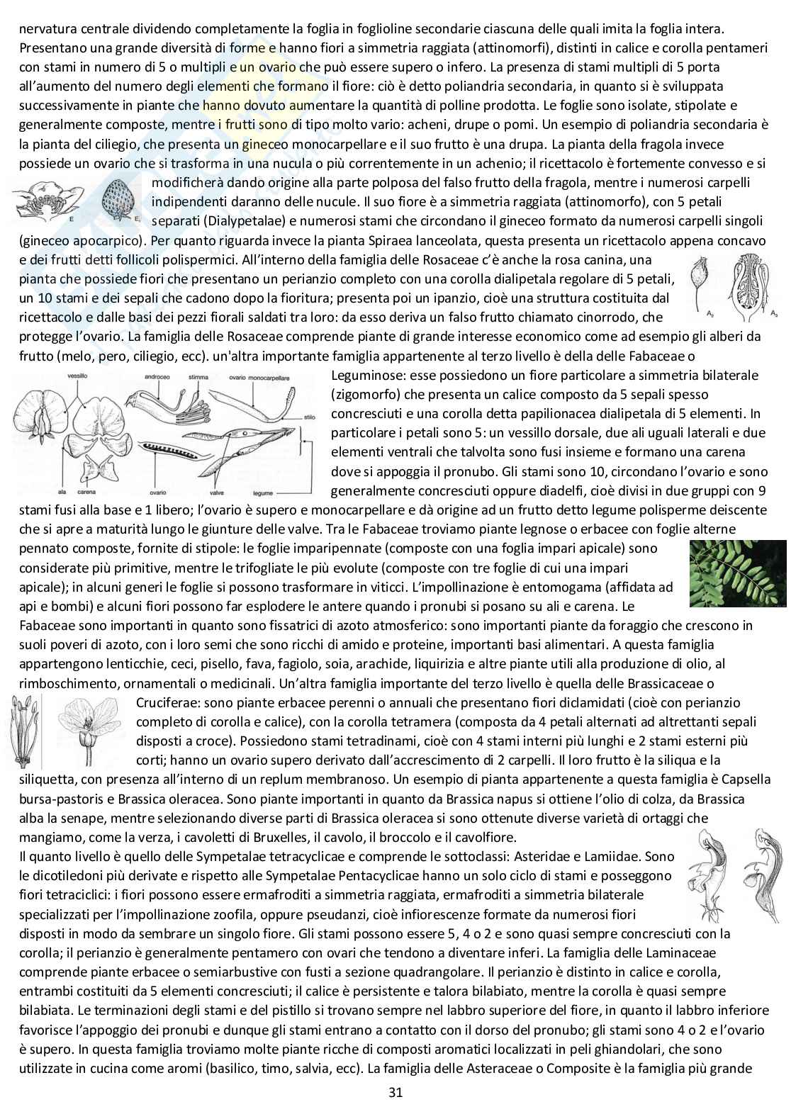 Botanica sistematica - Appunti completi d'esame Pag. 31