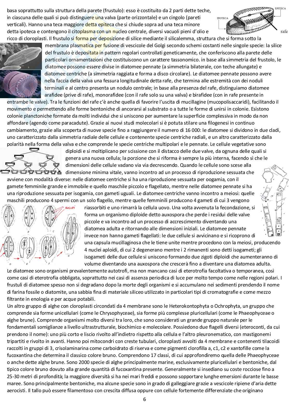 Botanica sistematica - Appunti completi d'esame Pag. 6