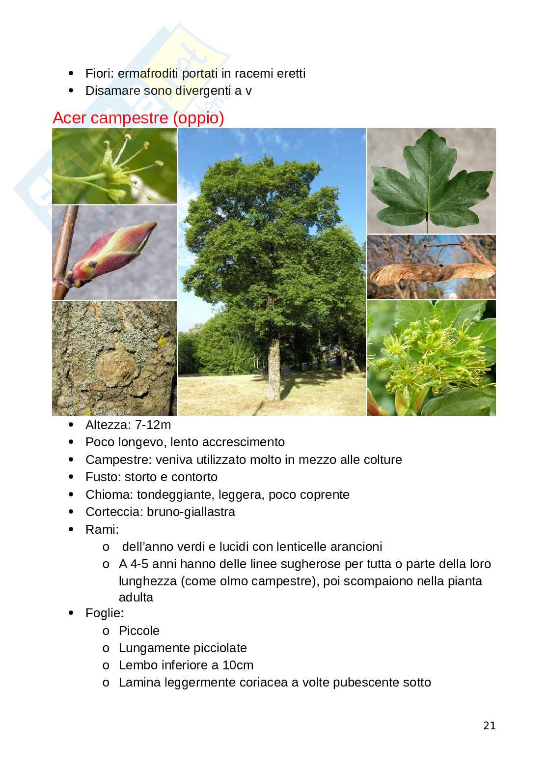 Riassunto seconda parte Botanica forestale Pag. 21