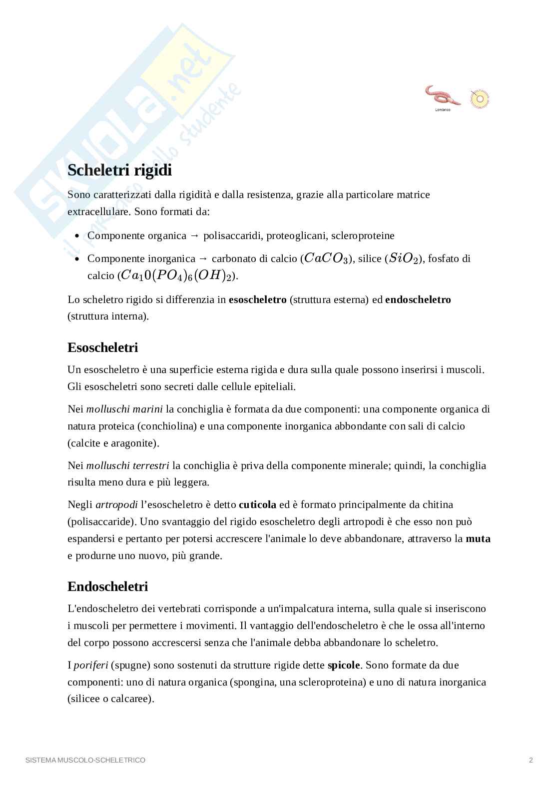 Sistema muscolo-scheletrico Pag. 2