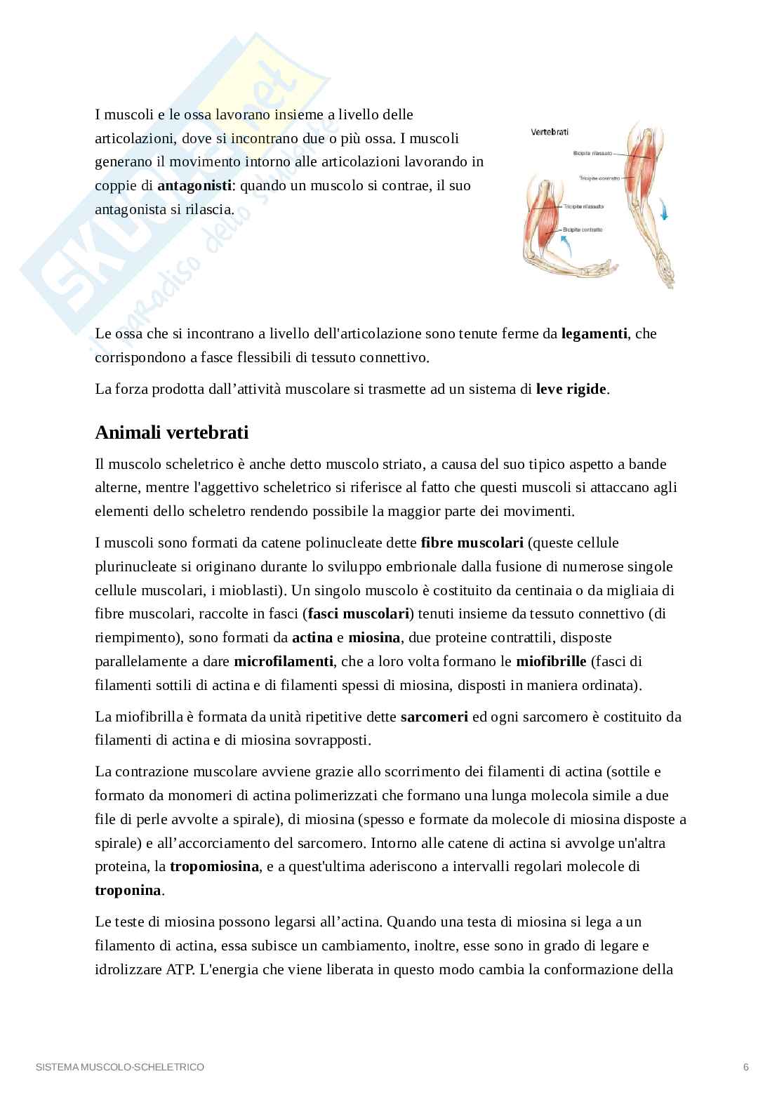 Sistema muscolo-scheletrico Pag. 6