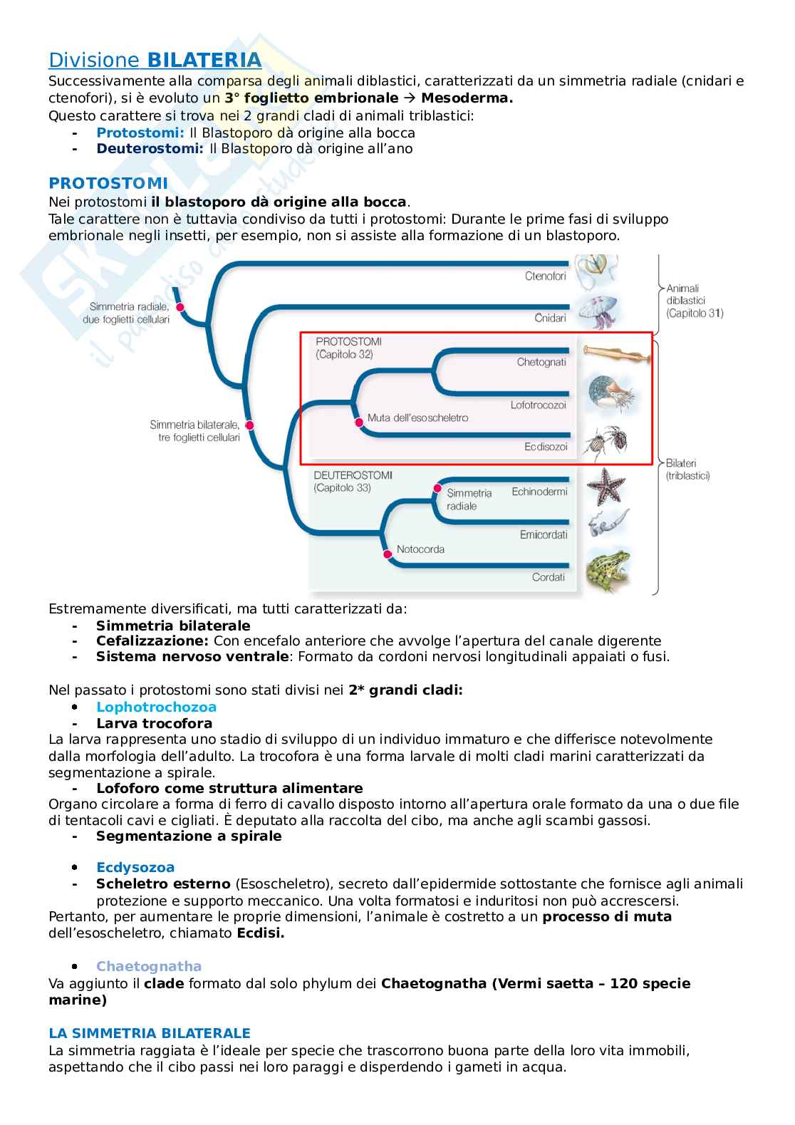 Zoologia 4 - Divisione Bilateria, Protostomi acelomati Pag. 1
