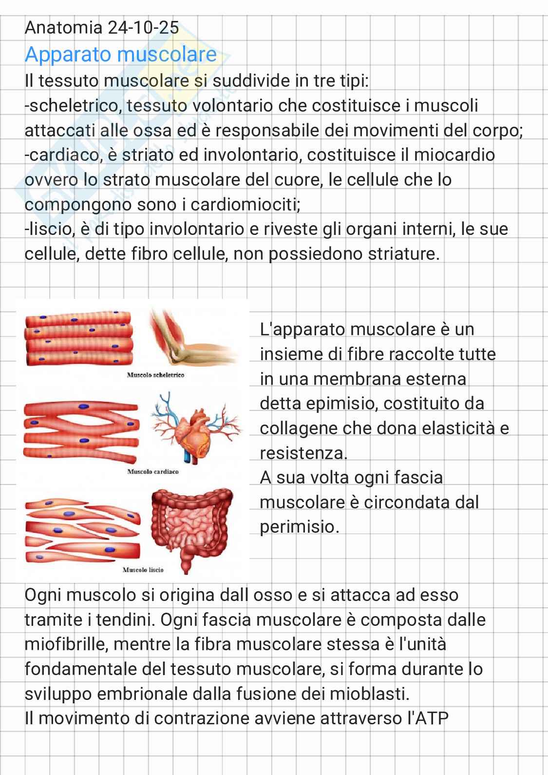 Anatomia - parte 1 Pag. 1