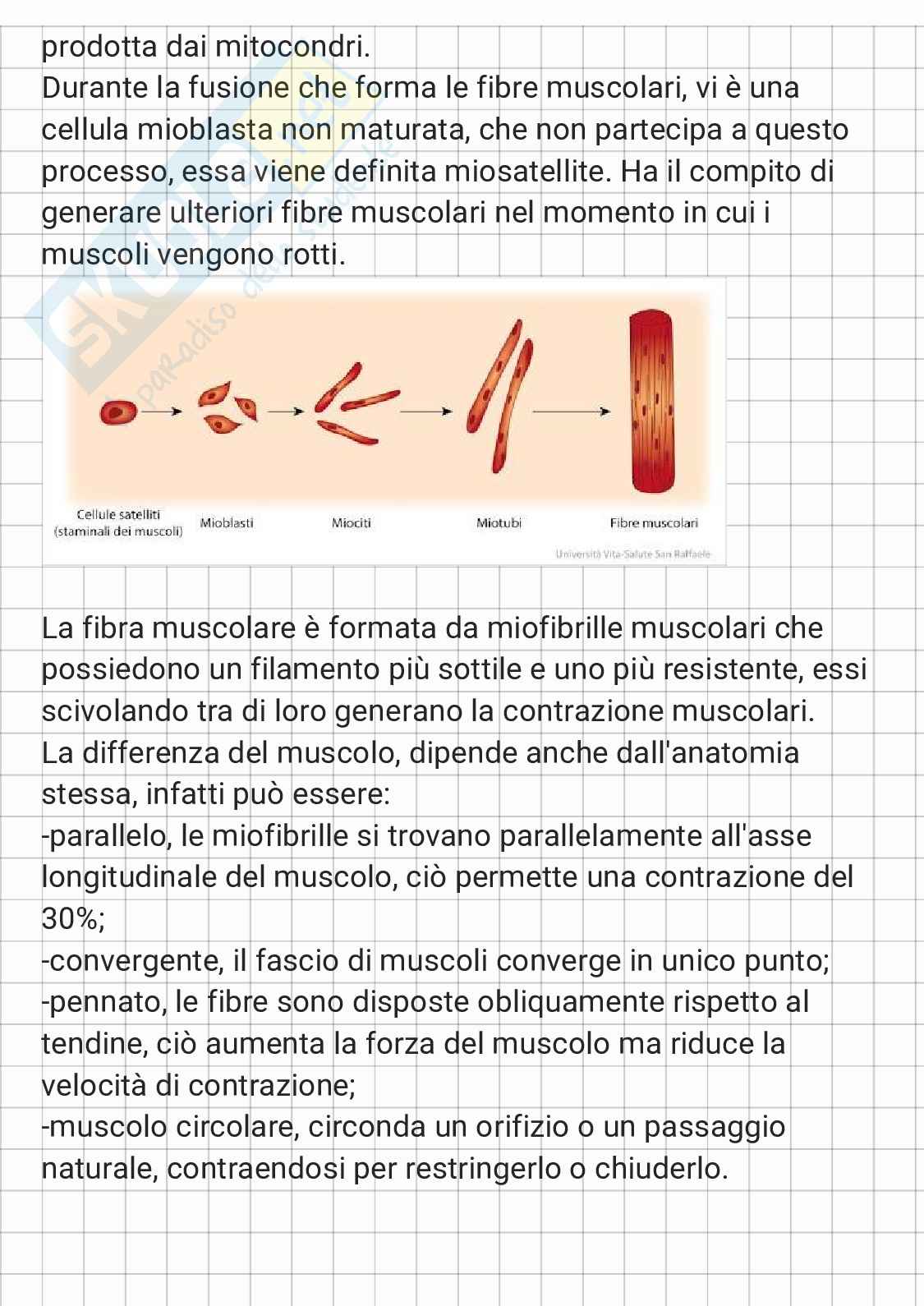 Anatomia - parte 1 Pag. 2