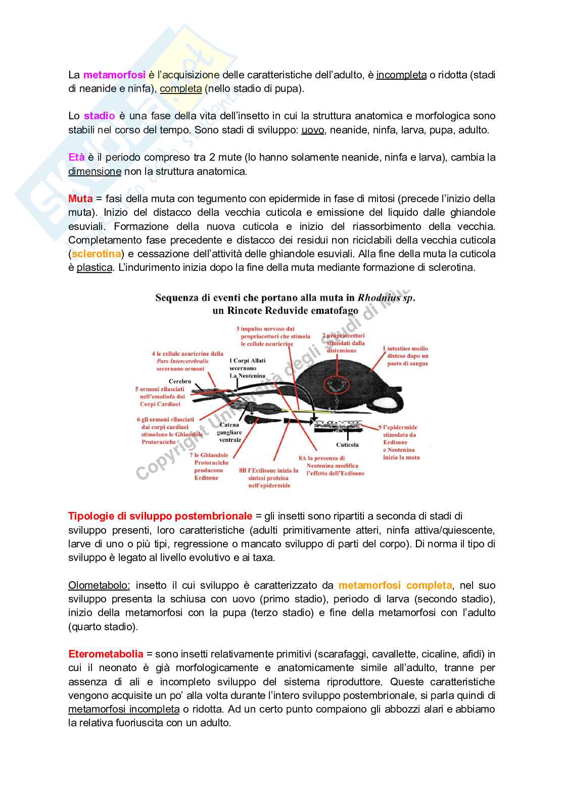 Appunti riassuntivi di fine corso di Entomologia Pag. 21