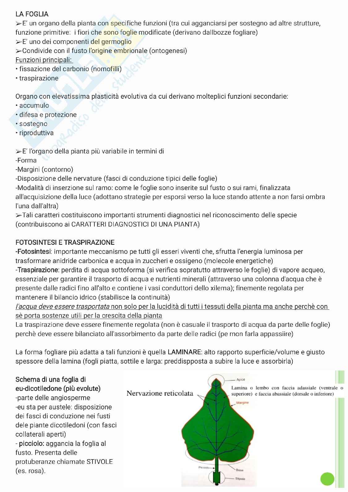 Foglia Pag. 1
