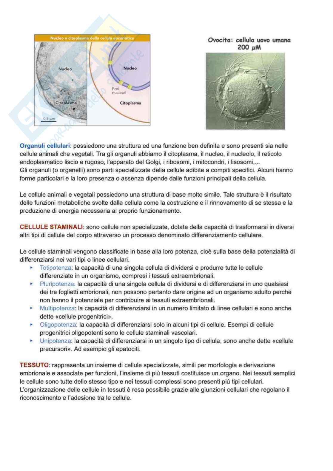 Appunti completi delle lezioni di Biomeccanica  Pag. 2